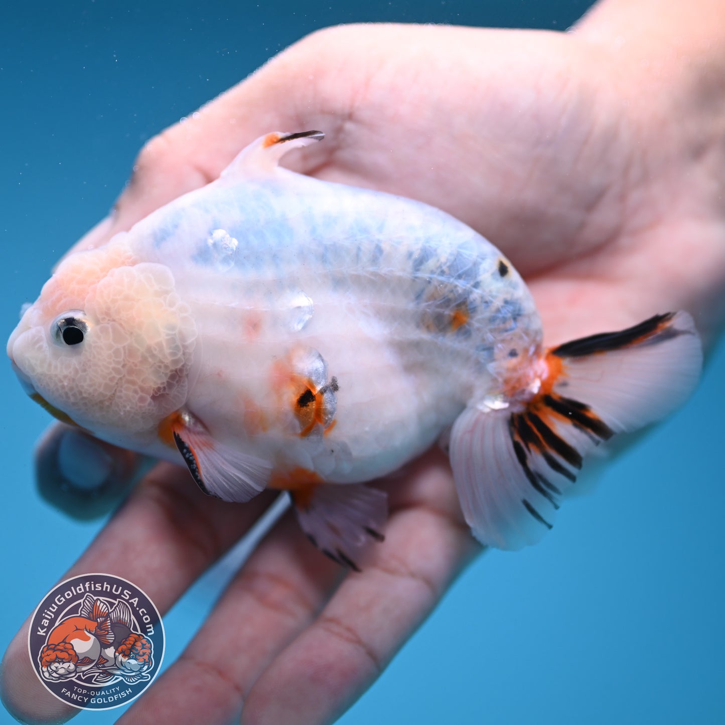 Ink Wash Sharkfin Ranchu / Sharkchu 4 inch Body (250919_RC09)