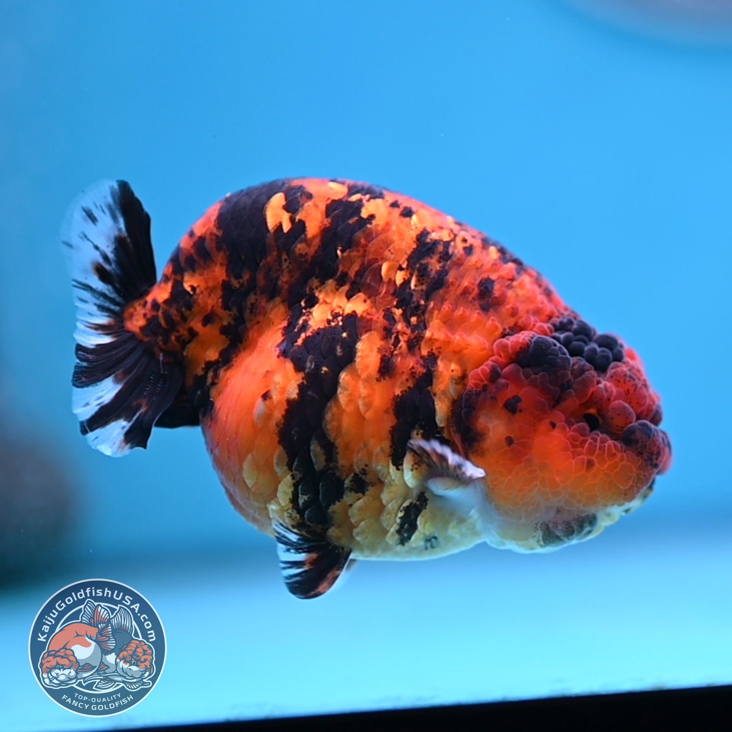 Tiger Ranchu 3.5 inches Body (250502_RC09)