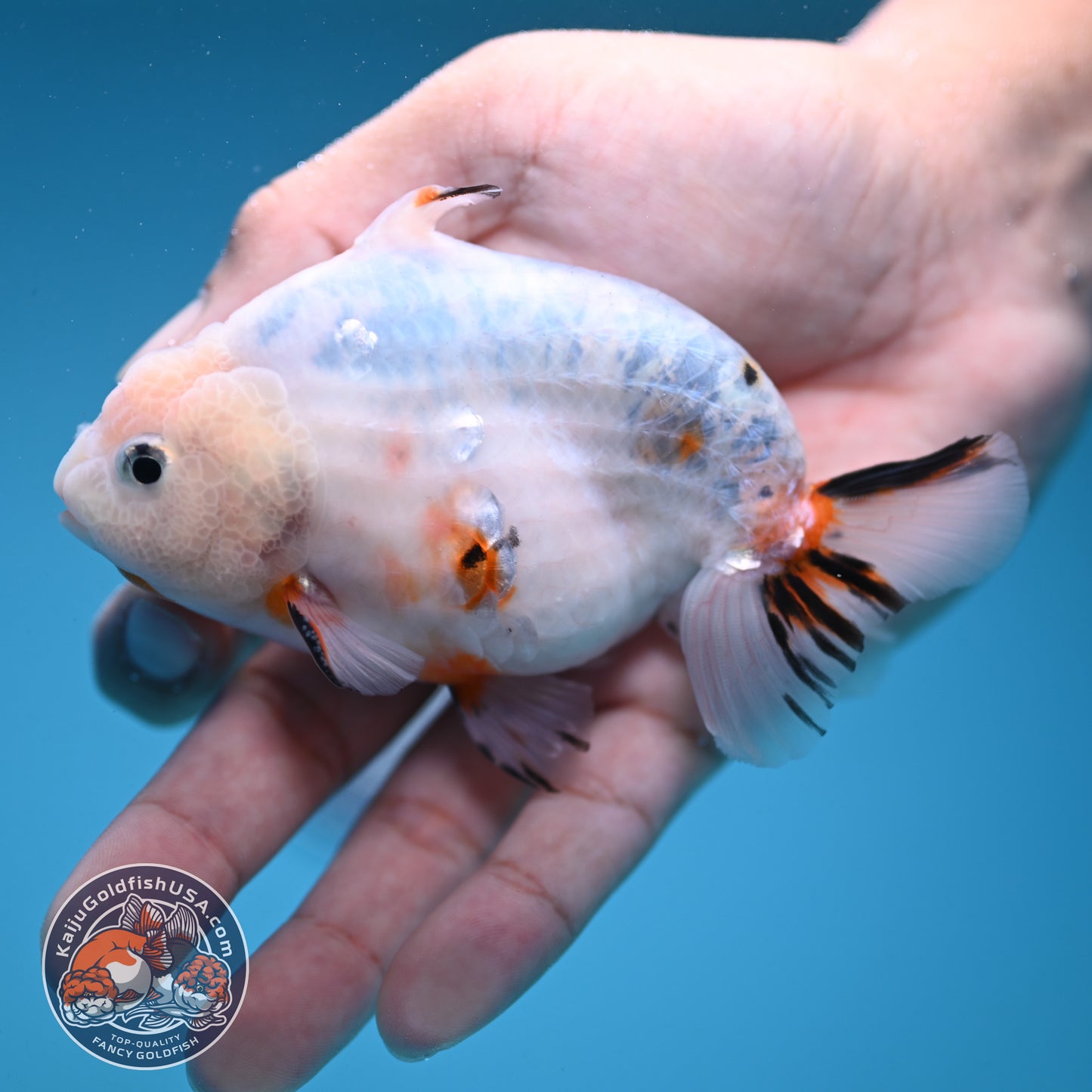 Ink Wash Sharkfin Ranchu / Sharkchu 4 inch Body (250919_RC09)