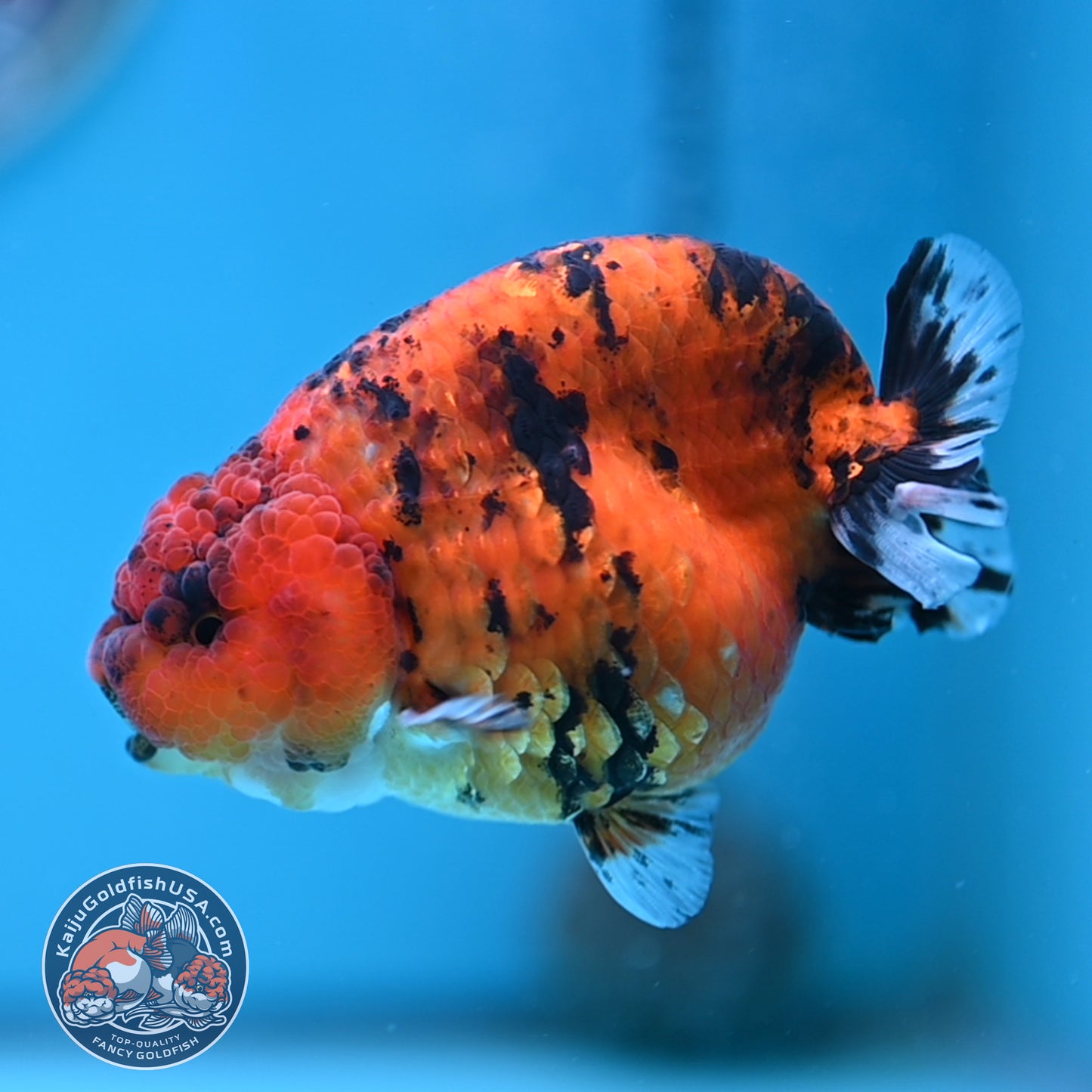 Tiger Ranchu 3.5 inches Body (250502_RC09)