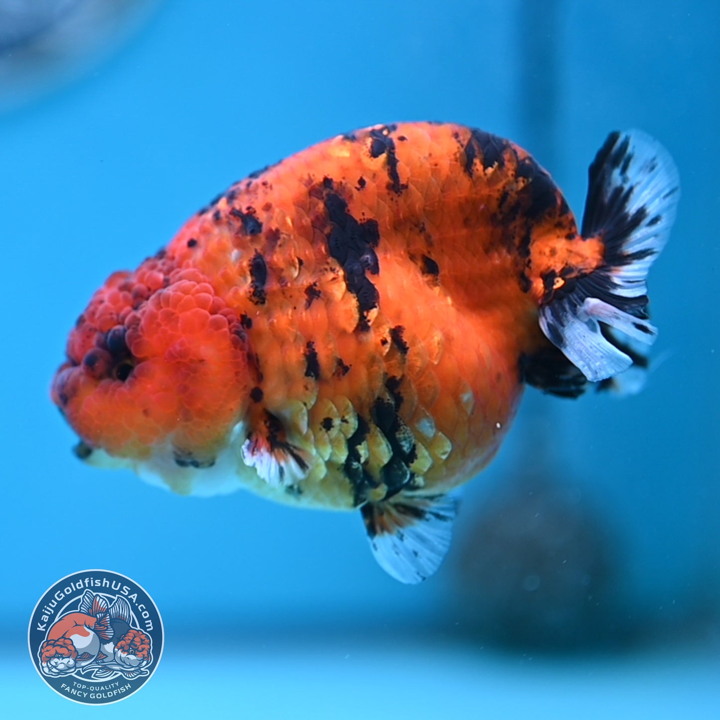 Tiger Ranchu 3.5 inches Body (250502_RC09)