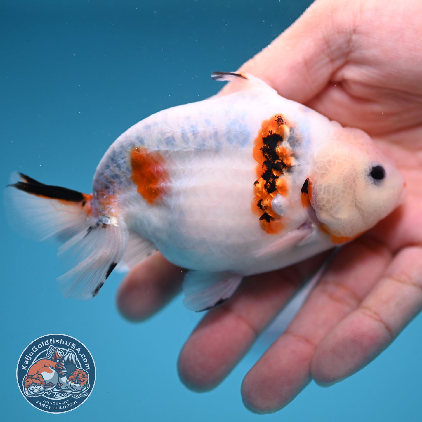 Ink Wash Sharkfin Ranchu / Sharkchu 4 inch Body (250919_RC09)