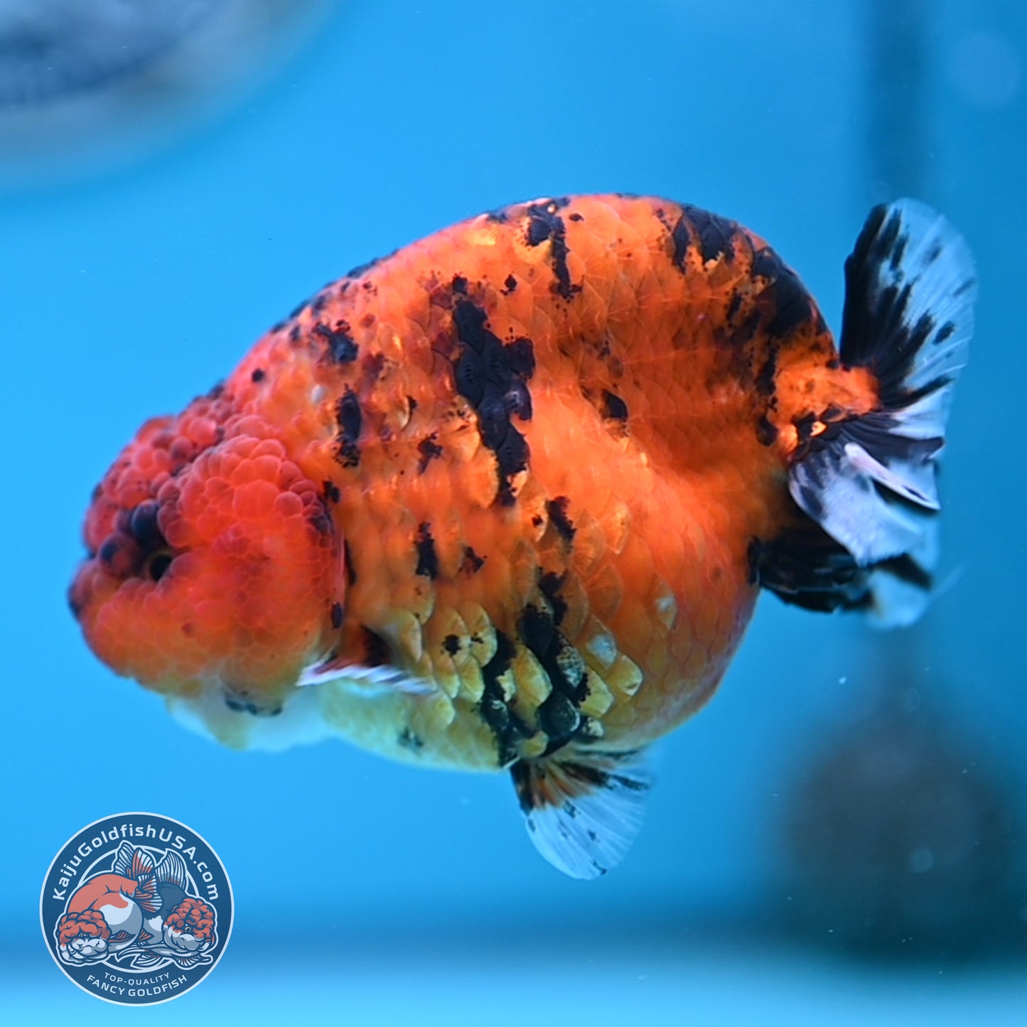 Tiger Ranchu 3.5 inches Body (250502_RC09)