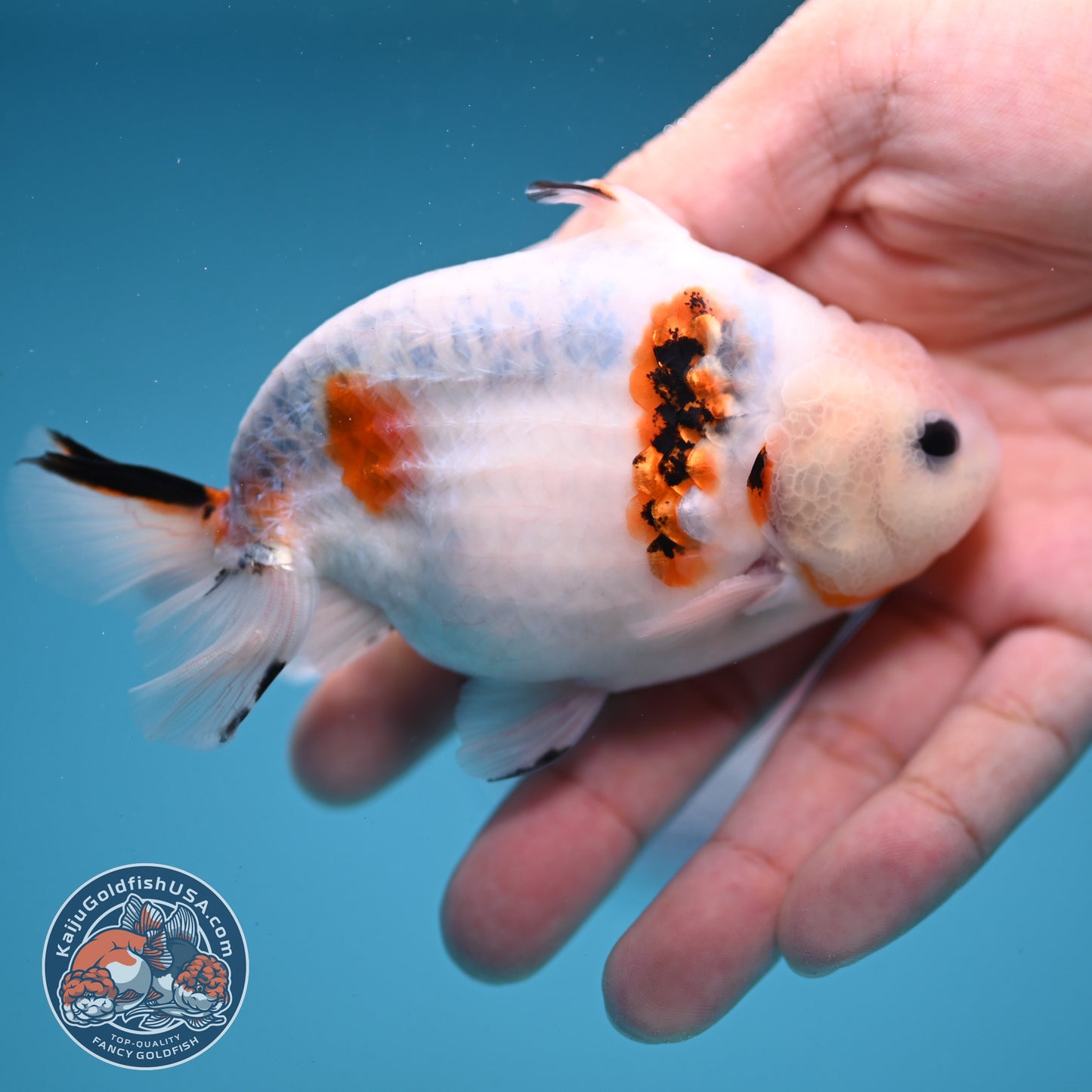 Ink Wash Sharkfin Ranchu / Sharkchu 4 inch Body (250919_RC09)