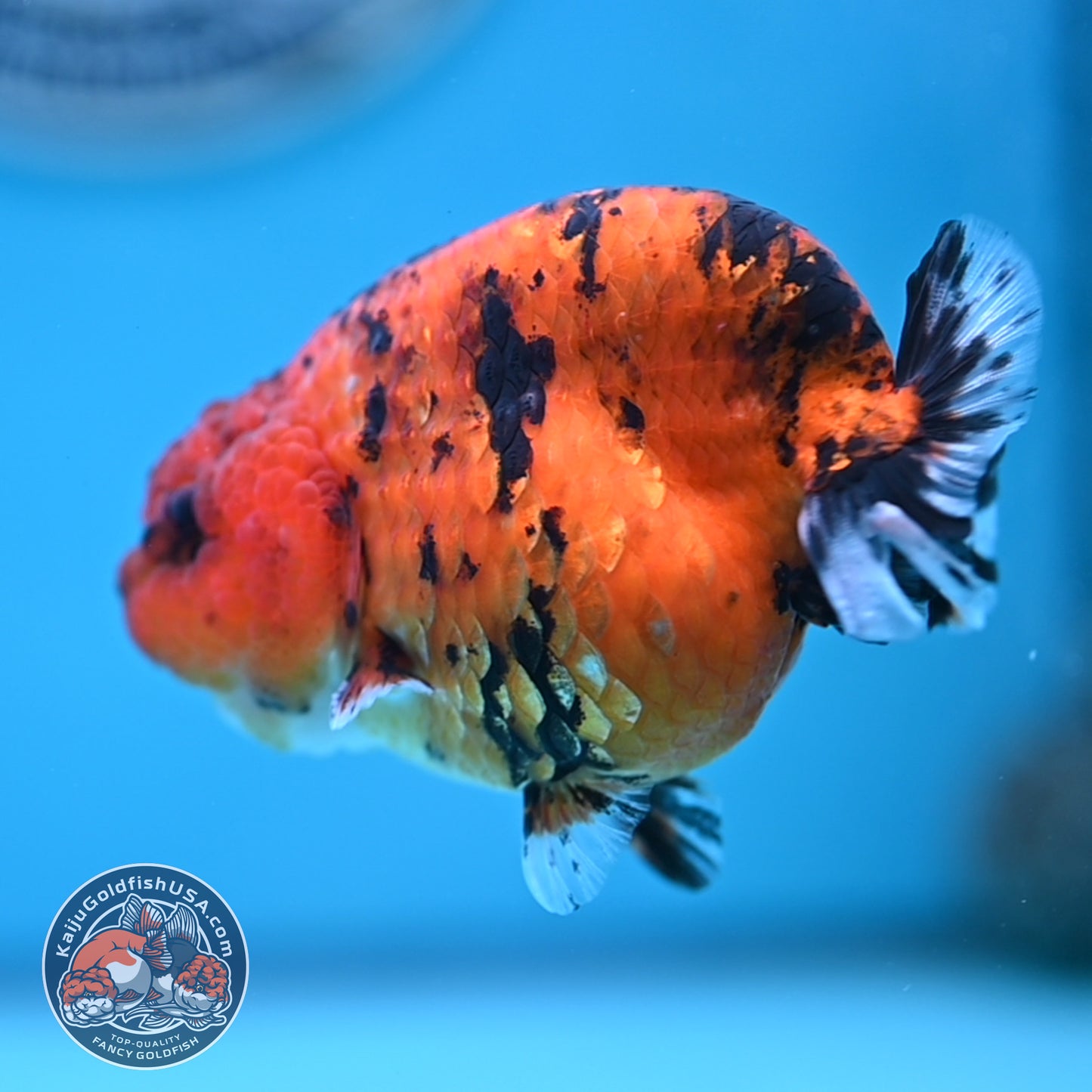 Tiger Ranchu 3.5 inches Body (250502_RC09)