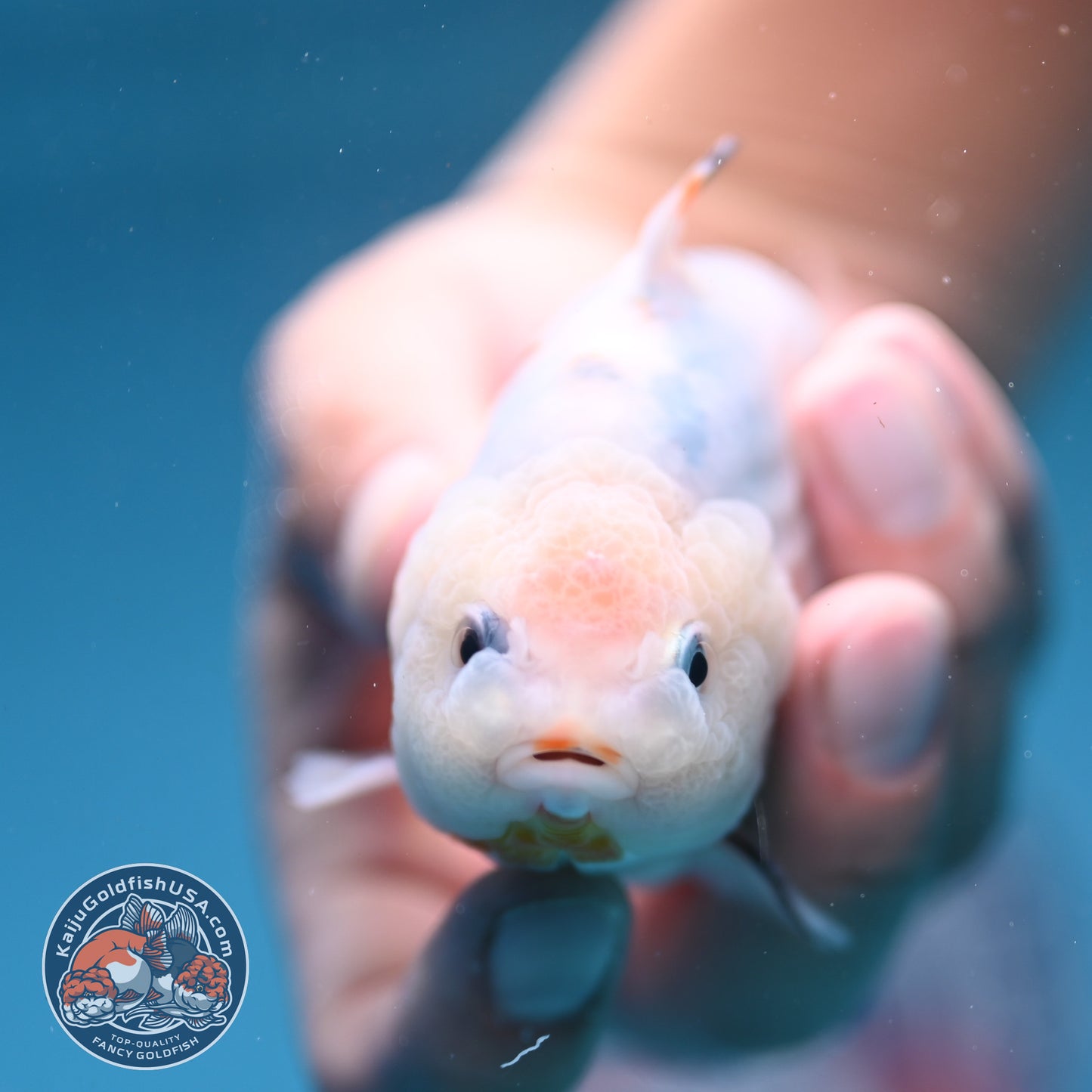 Ink Wash Sharkfin Ranchu / Sharkchu 4 inch Body (250919_RC09)