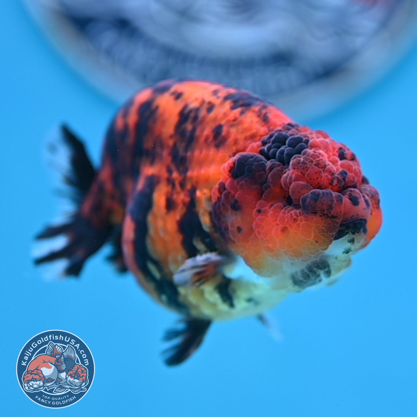 Tiger Ranchu 3.5 inches Body (250502_RC09)