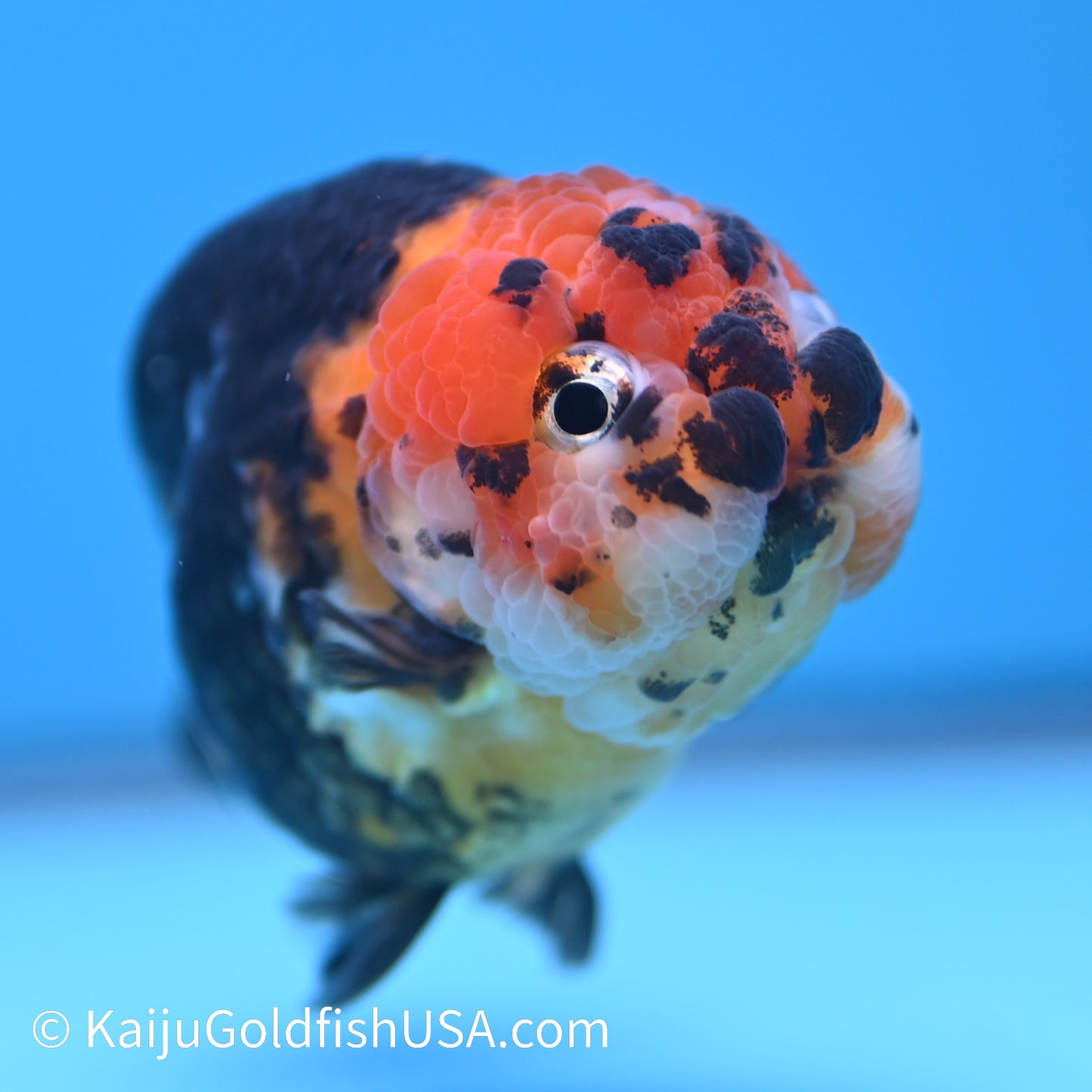 Heavy Ink Tiger Ranchu 3.5-4 inches (240301_RC09) - Kaiju Goldfish USA