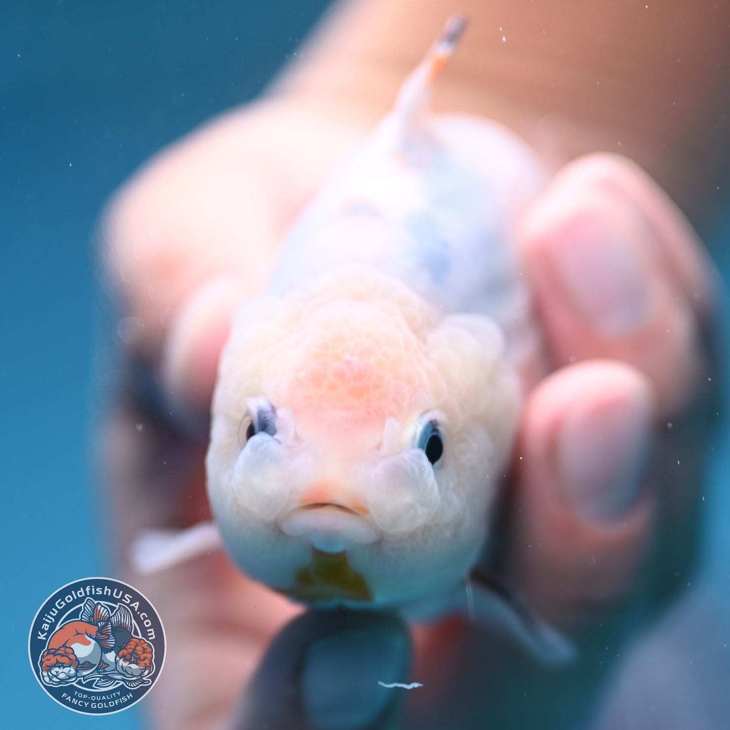 Ink Wash Sharkfin Ranchu / Sharkchu 4 inch Body (250919_RC09)