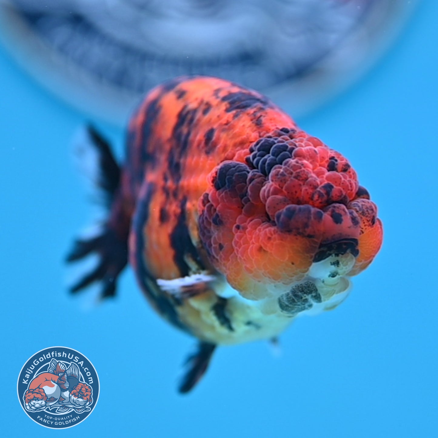 Tiger Ranchu 3.5 inches Body (250502_RC09)