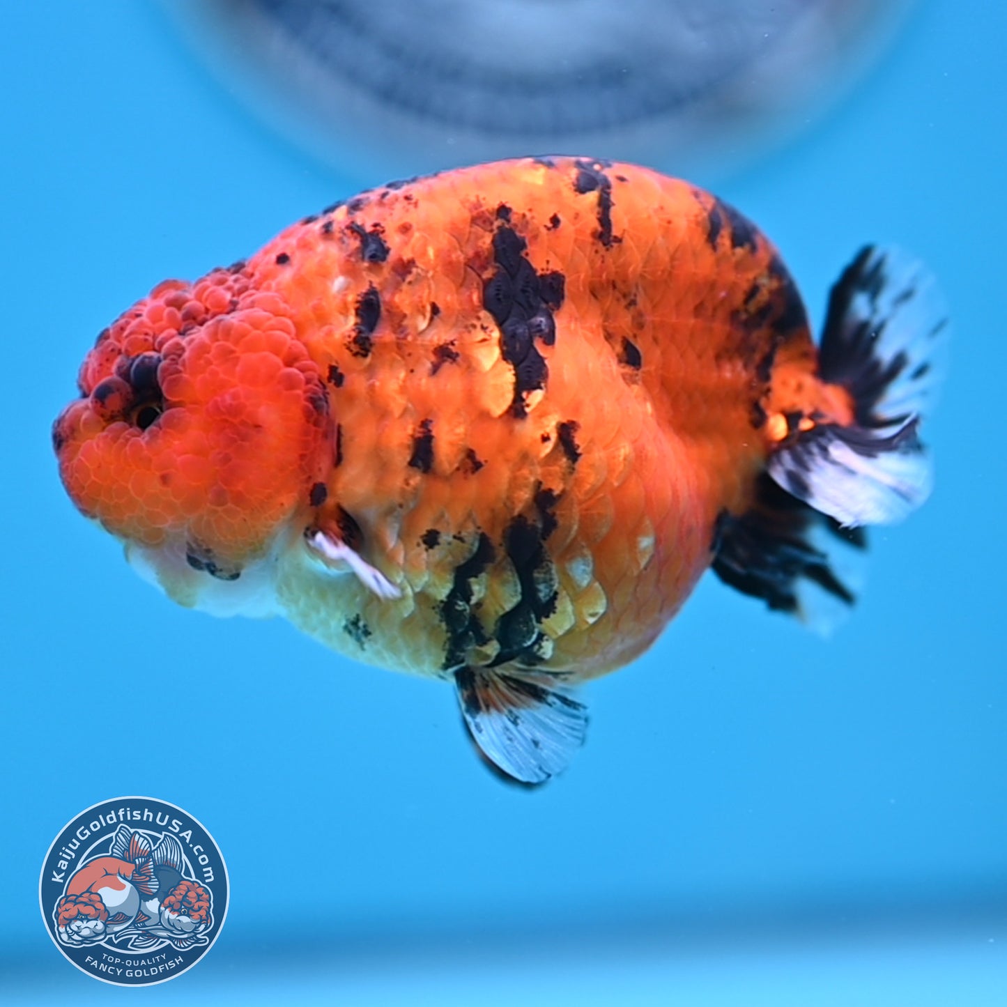 Tiger Ranchu 3.5 inches Body (250502_RC09)