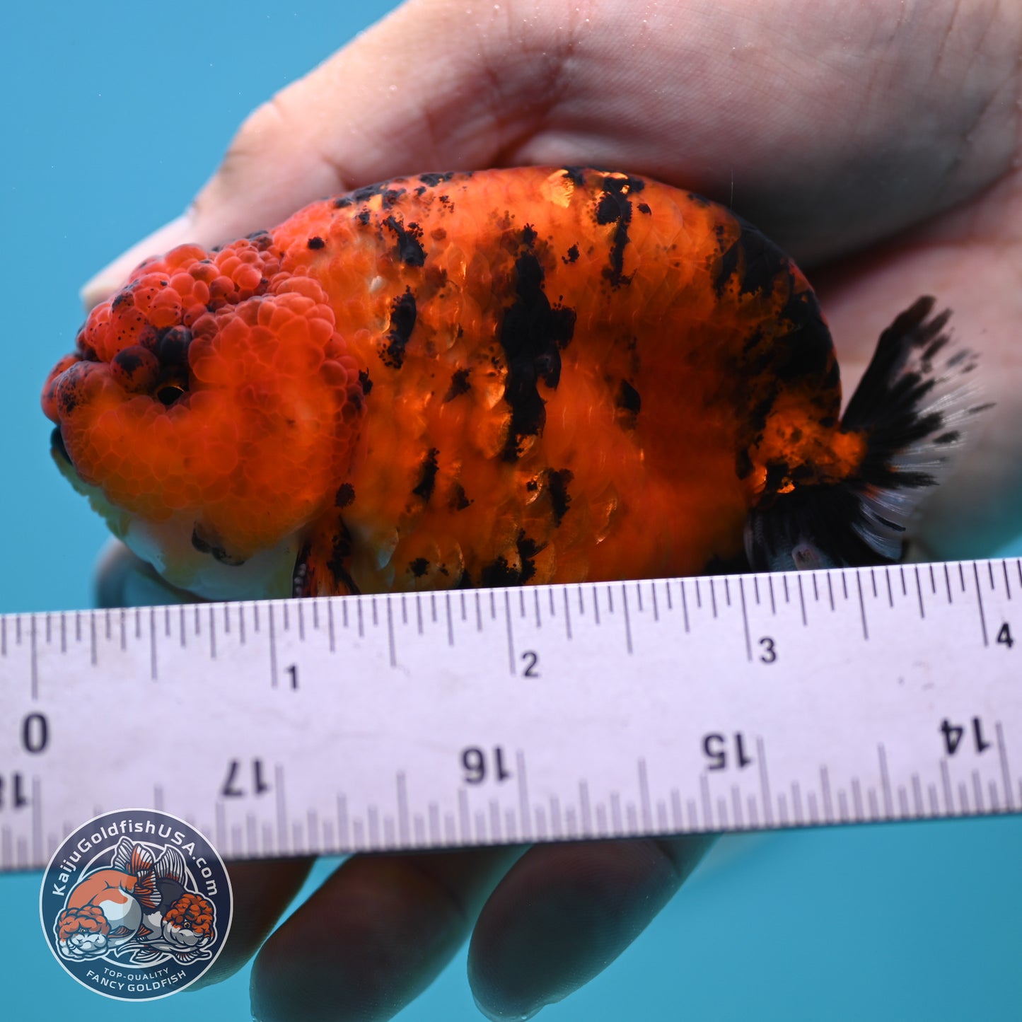 Tiger Ranchu 3.5 inches Body (250502_RC09)