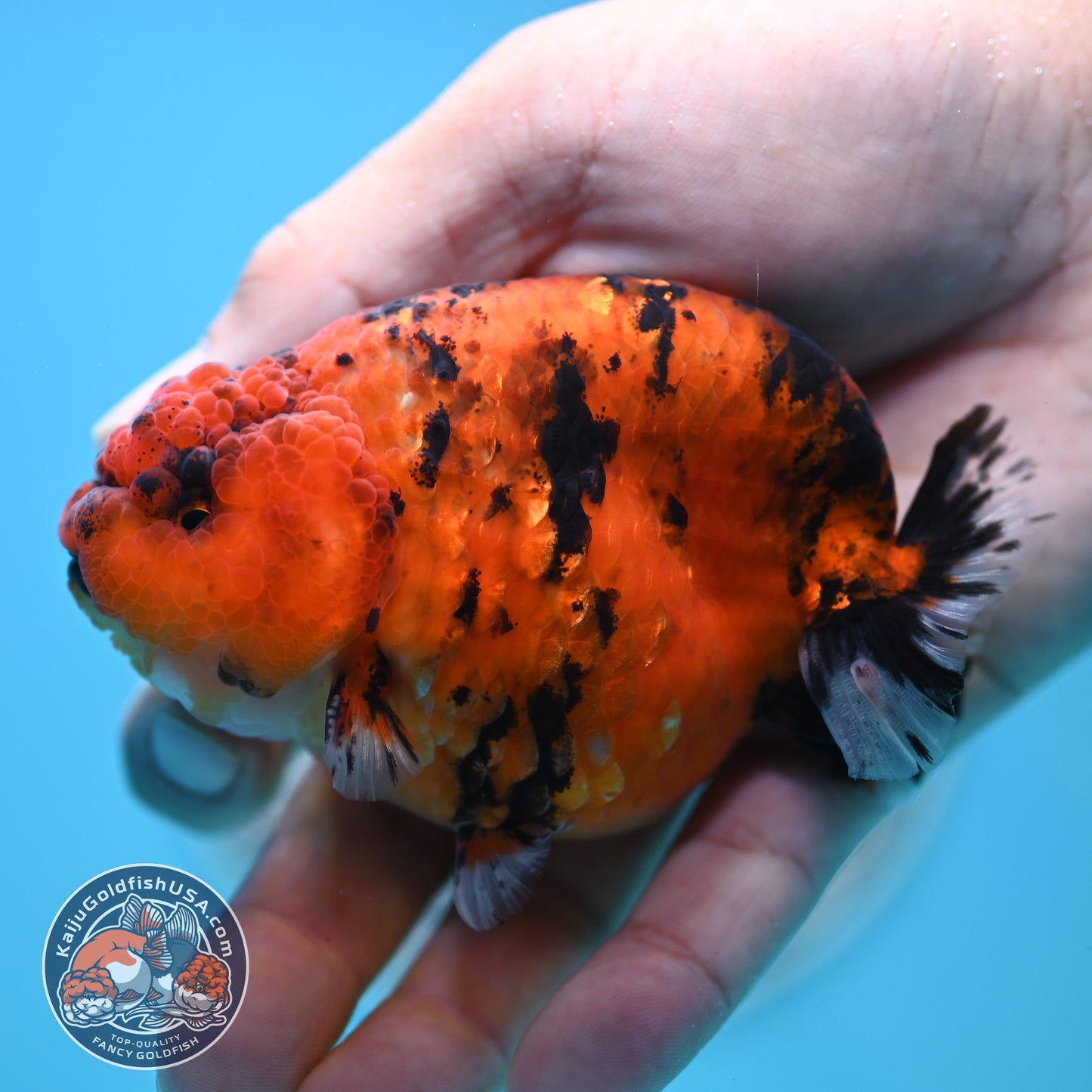 Tiger Ranchu 3.5 inches Body (250502_RC09)