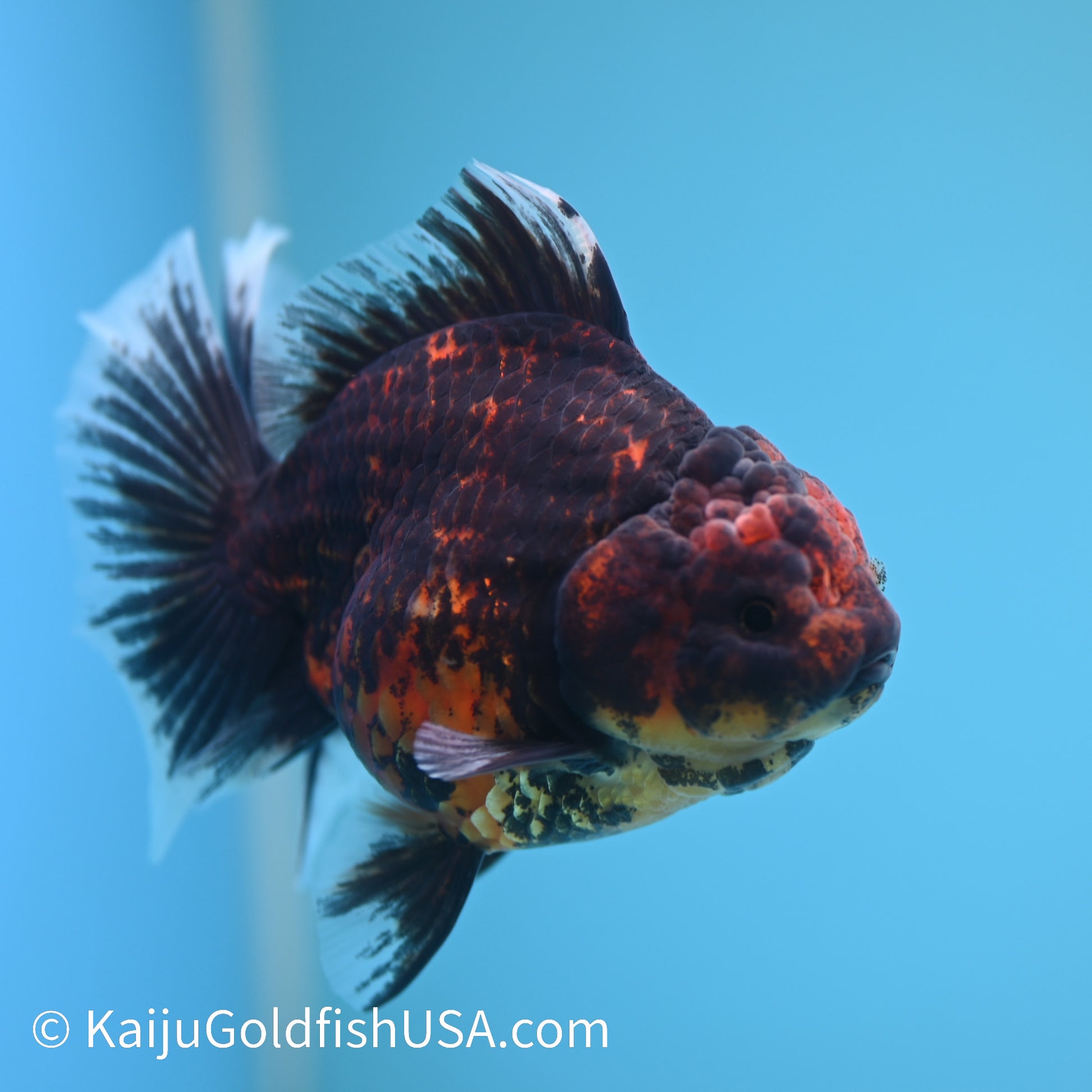 Heavy Ink Tiger Short Body Rose Tail Oranda 4 inches (240426_OR09) - Kaiju Goldfish USA