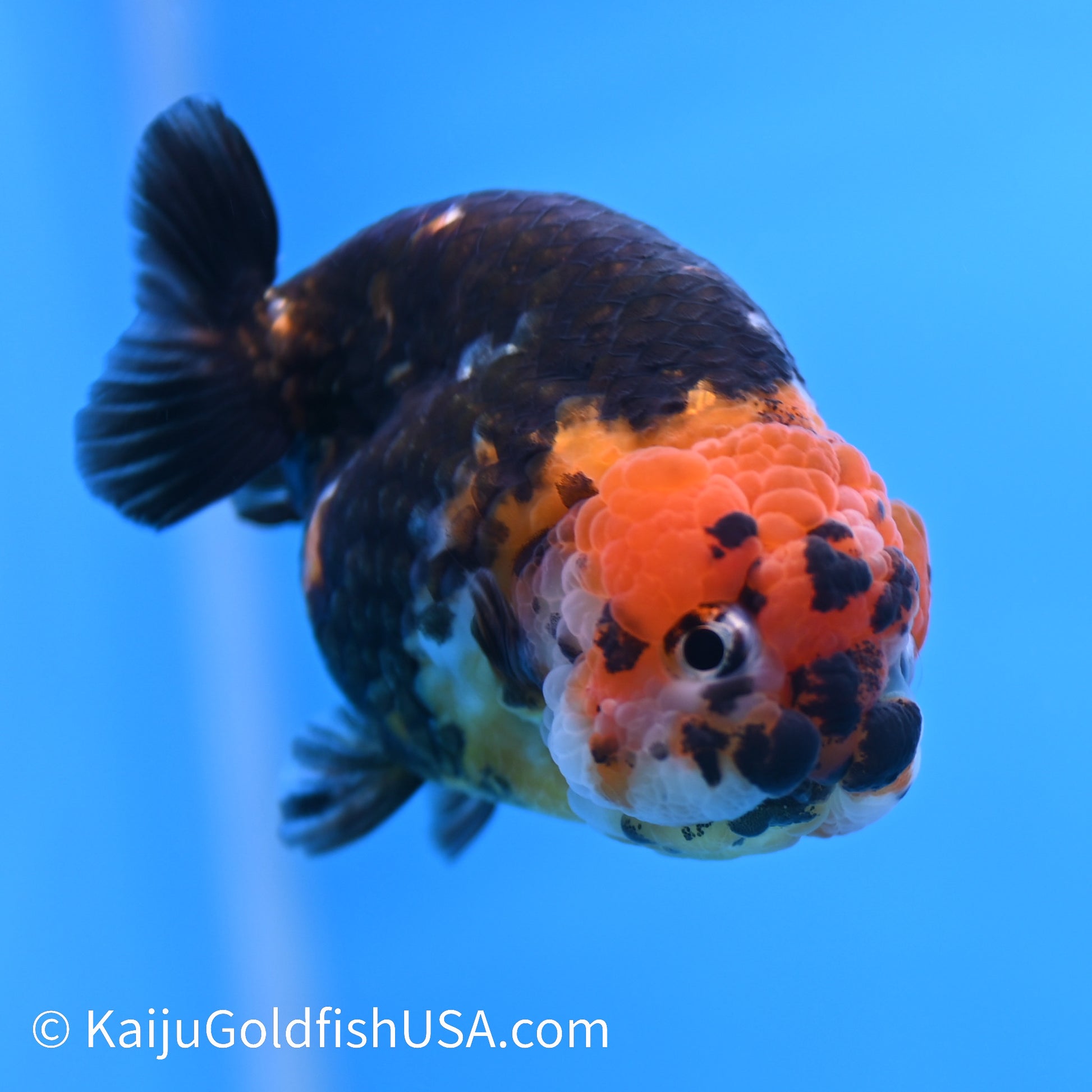 Heavy Ink Tiger Ranchu 3.5-4 inches (240301_RC09) - Kaiju Goldfish USA