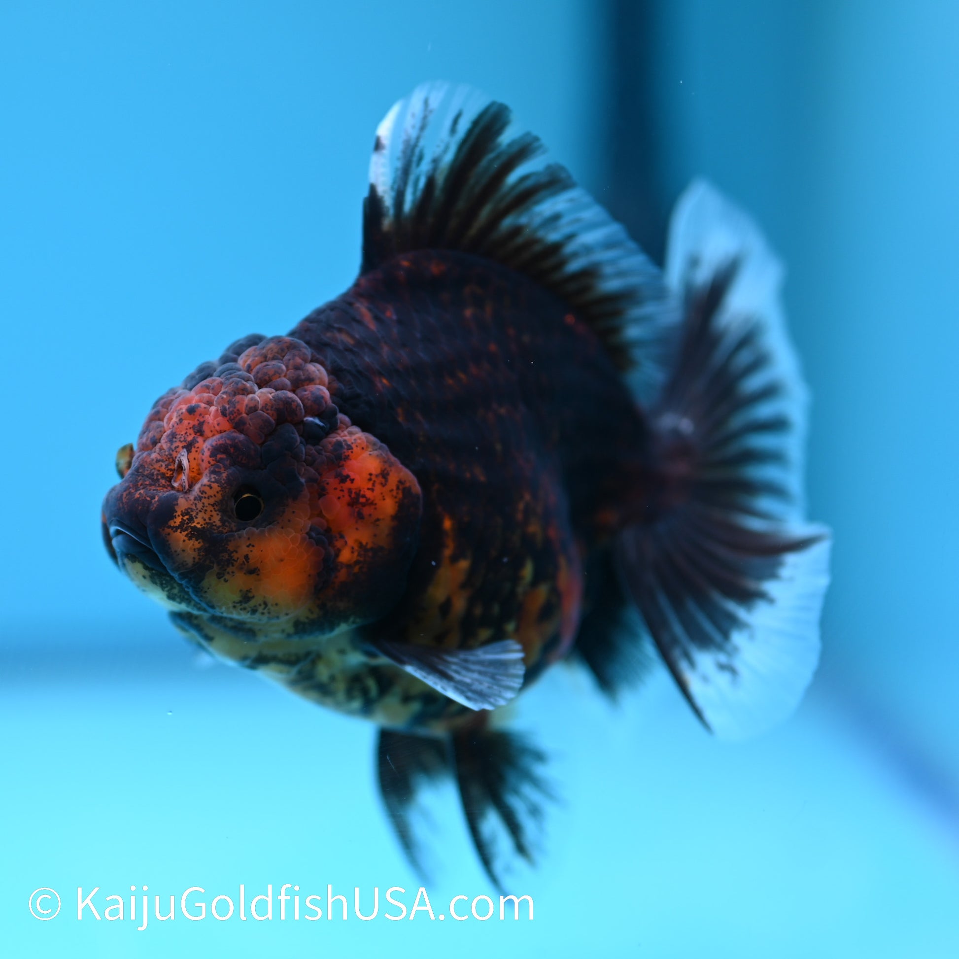 Heavy Ink Tiger Short Body Rose Tail Oranda 4 inches (240426_OR09) - Kaiju Goldfish USA