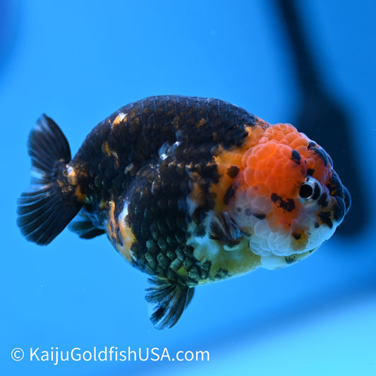 Heavy Ink Tiger Ranchu 3.5-4 inches (240301_RC09) - Kaiju Goldfish USA