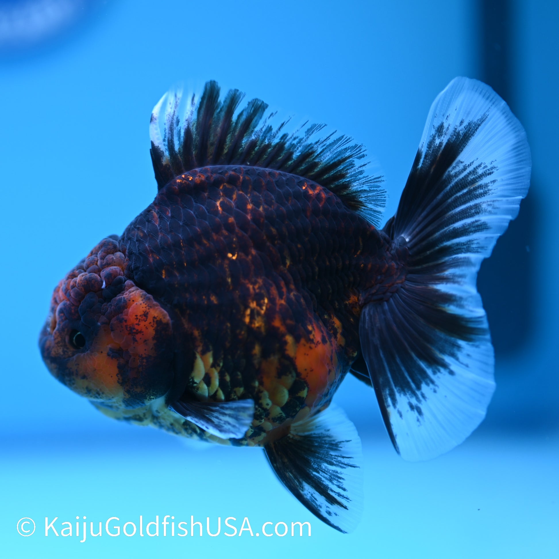 Heavy Ink Tiger Short Body Rose Tail Oranda 4 inches (240426_OR09) - Kaiju Goldfish USA