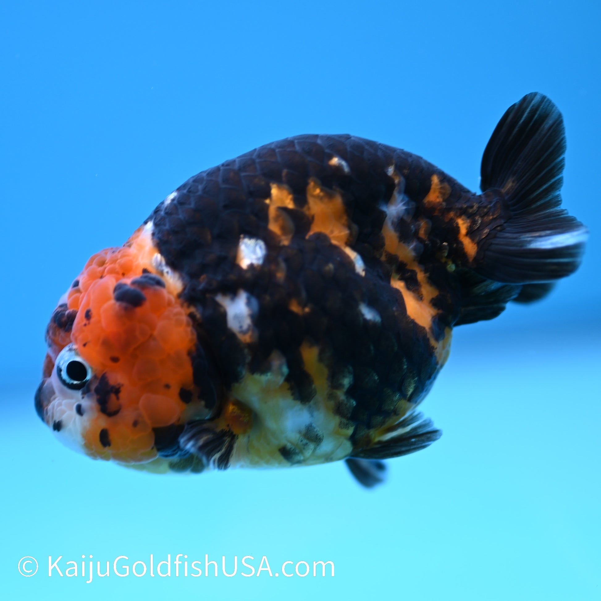 Heavy Ink Tiger Ranchu 3.5-4 inches (240301_RC09) - Kaiju Goldfish USA