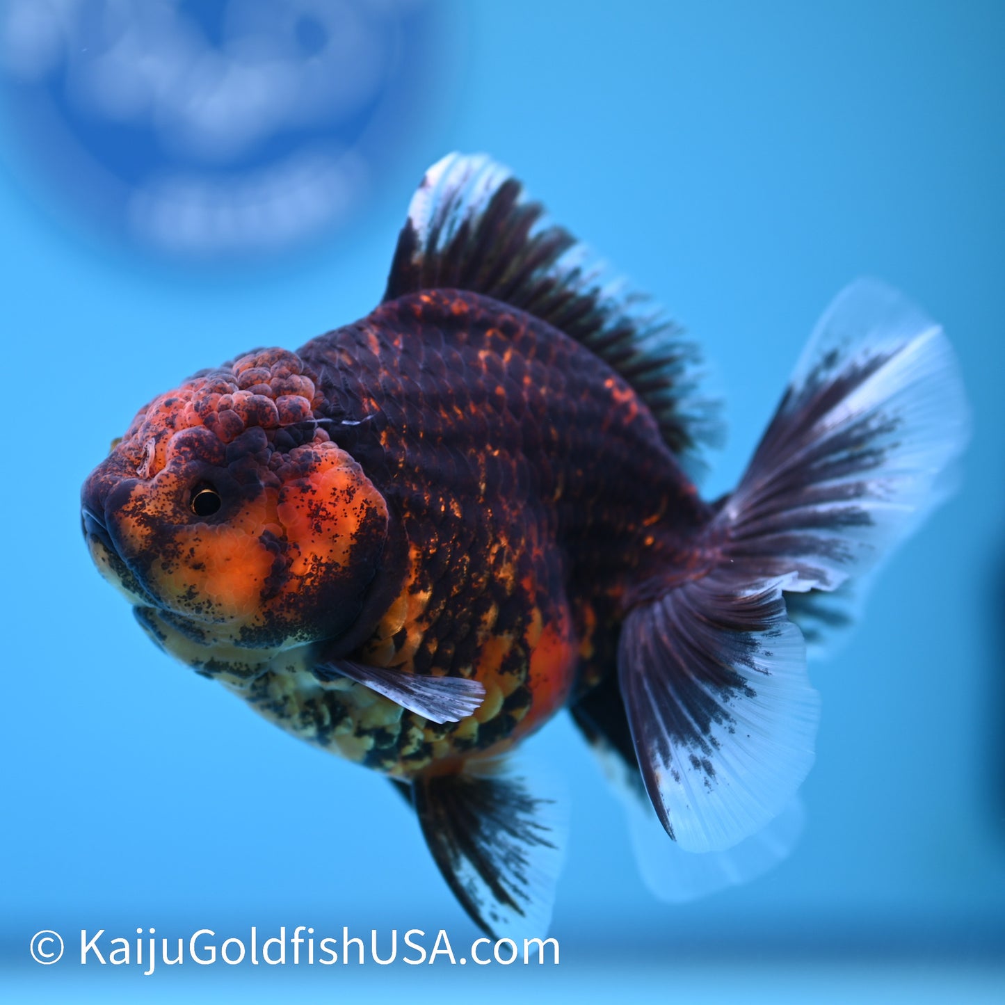 Heavy Ink Tiger Short Body Rose Tail Oranda 4 inches (240426_OR09) - Kaiju Goldfish USA