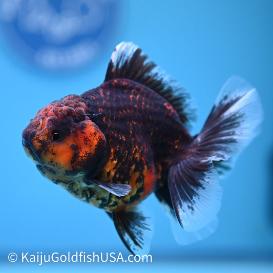 Heavy Ink Tiger Short Body Rose Tail Oranda 4 inches (240426_OR09) - Kaiju Goldfish USA