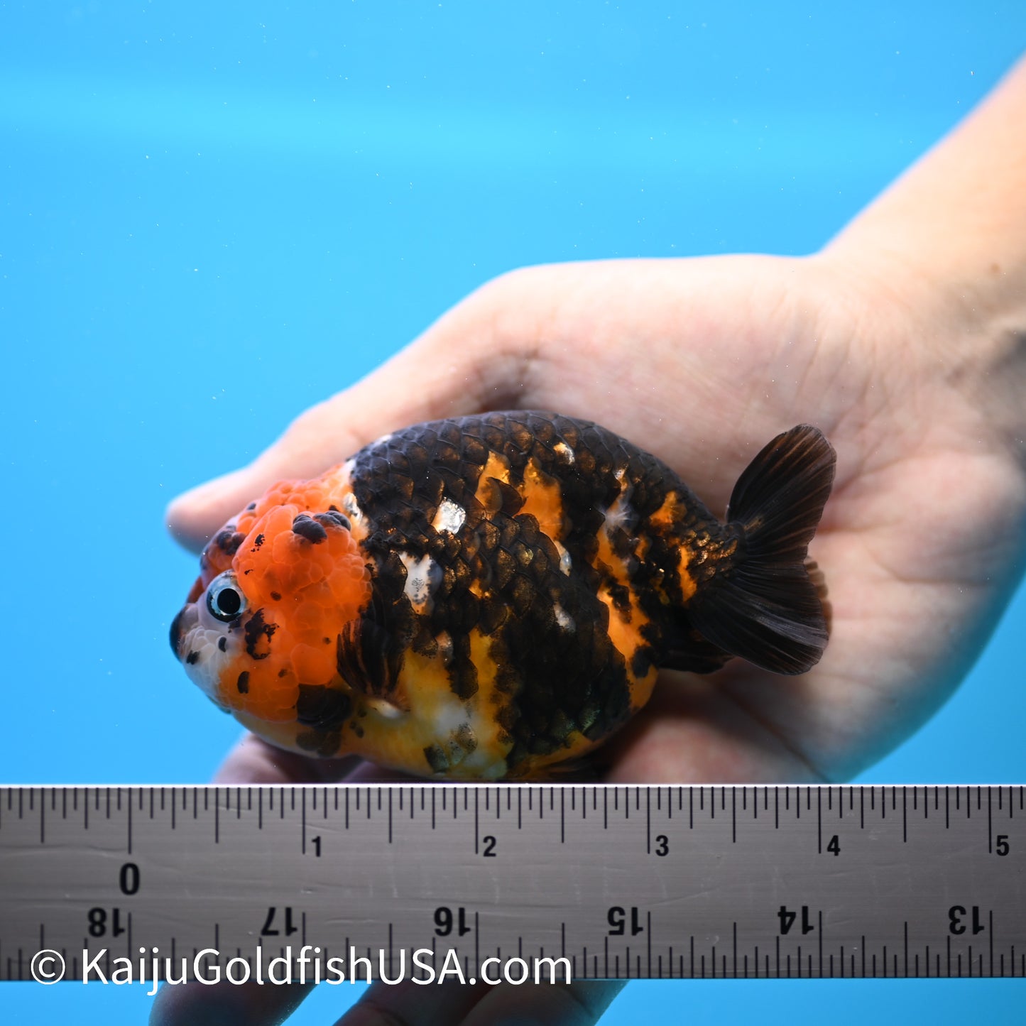 Heavy Ink Tiger Ranchu 3.5-4 inches (240301_RC09) - Kaiju Goldfish USA