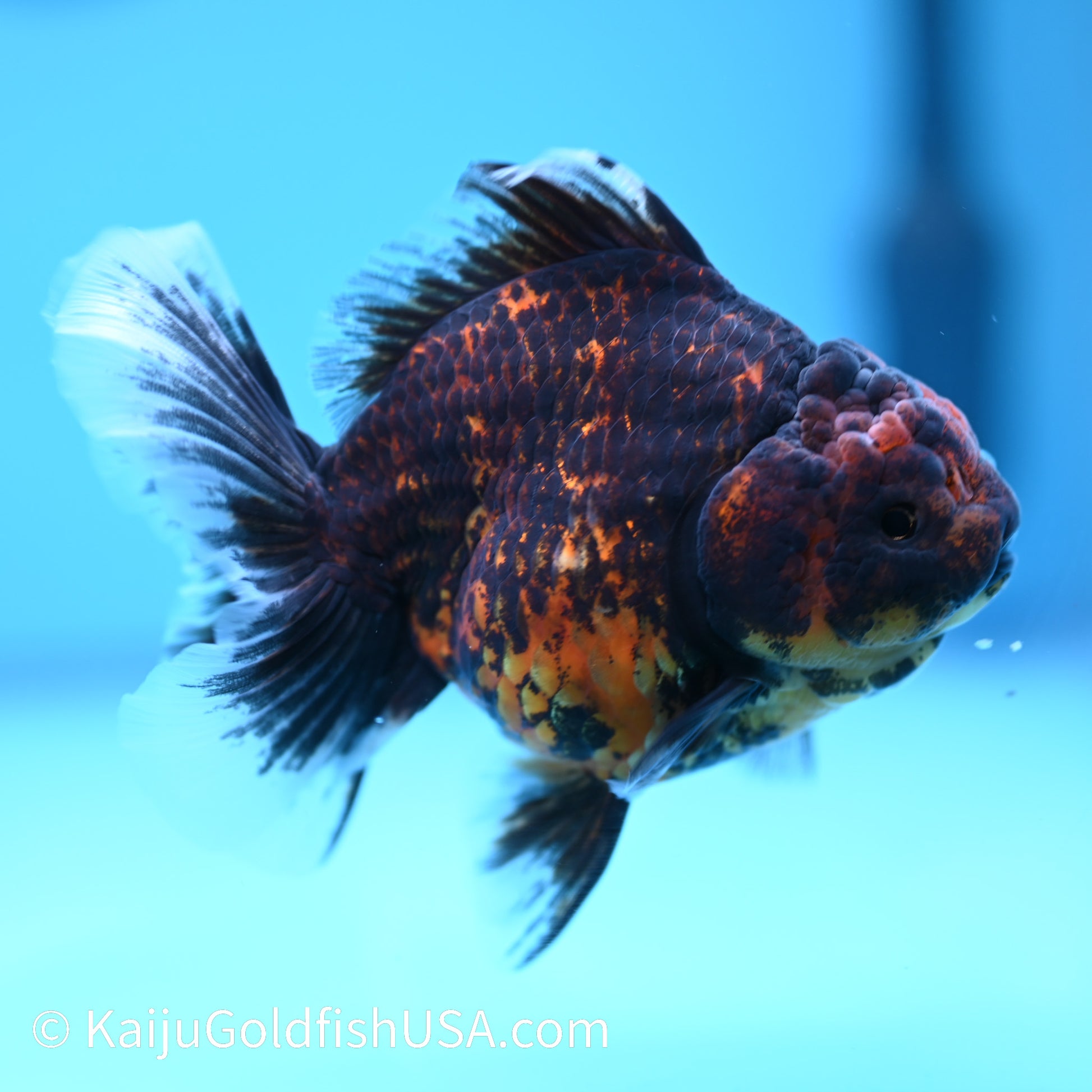 Heavy Ink Tiger Short Body Rose Tail Oranda 4 inches (240426_OR09) - Kaiju Goldfish USA