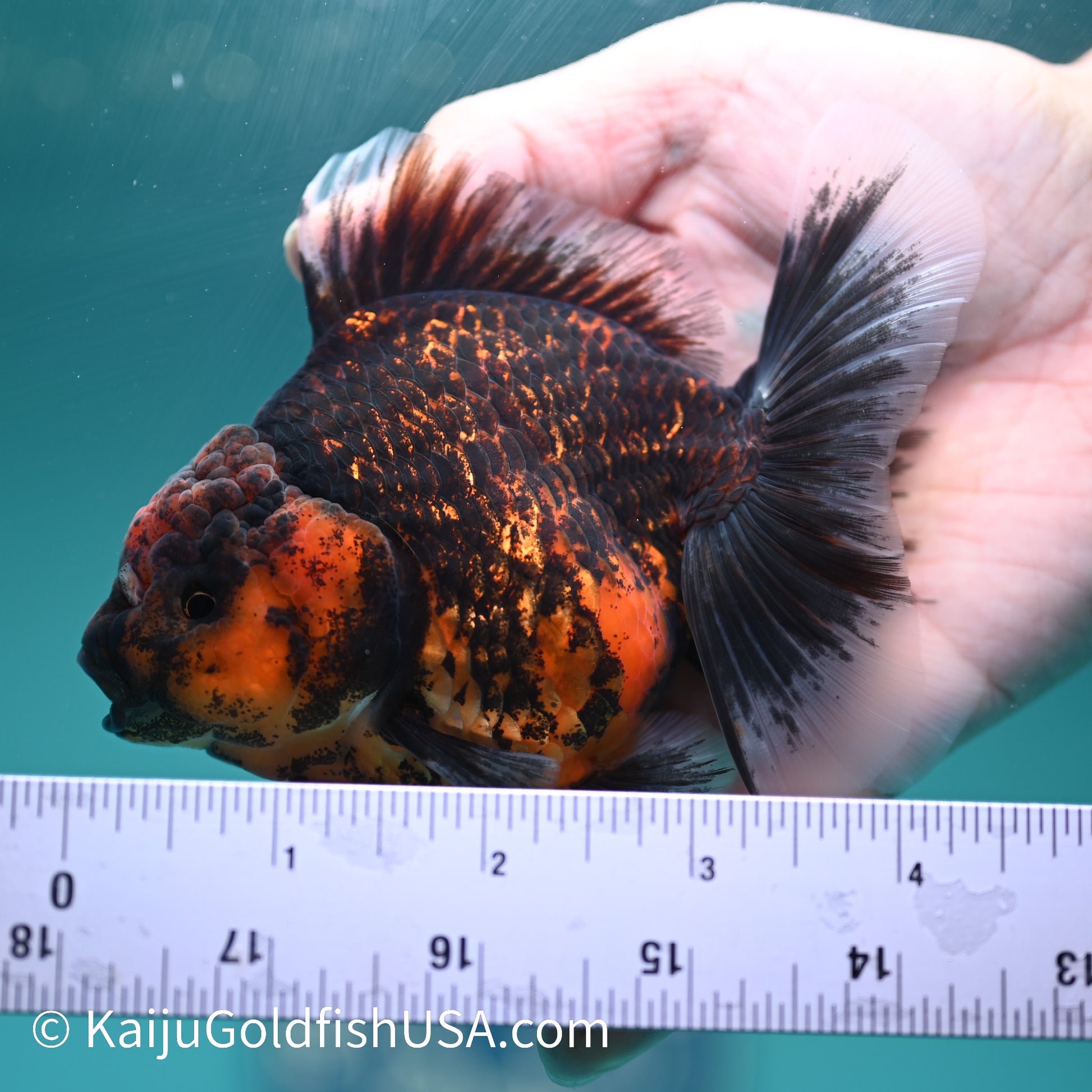 Heavy Ink Tiger Short Body Rose Tail Oranda 4 inches (240426_OR09) - Kaiju Goldfish USA