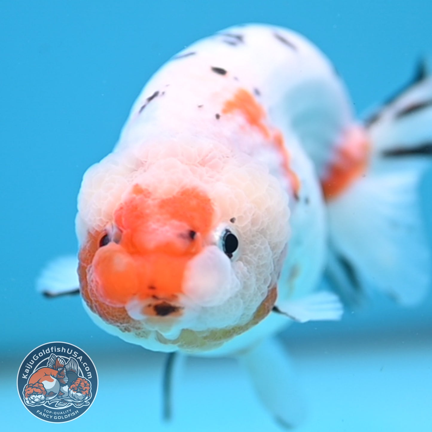 Tricolor Sakura Ranchu 4 inch Body (251003_RC10)
