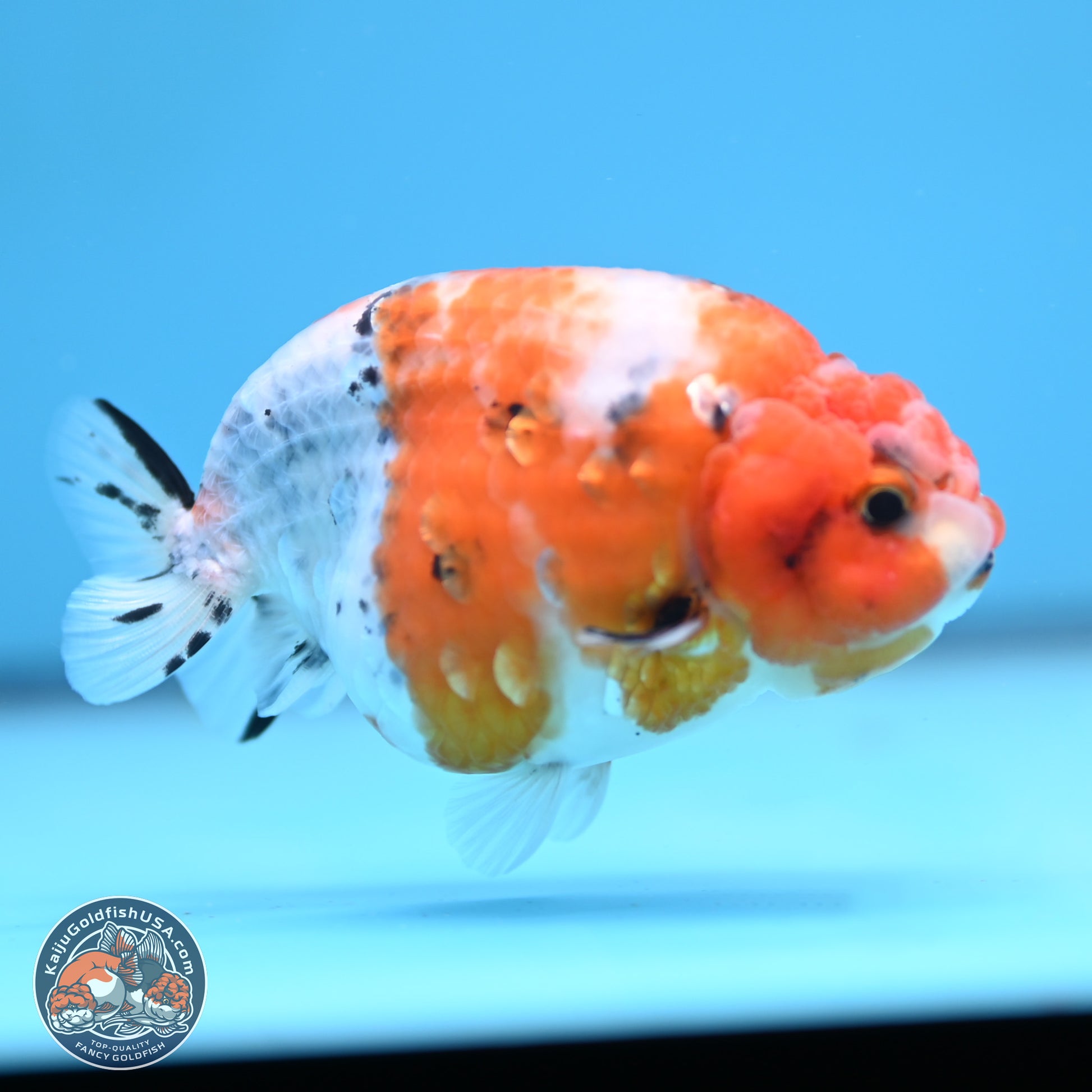 Tricolor Calico Ranchu 3.5in Body (240809_RC10) - Kaiju Goldfish USA