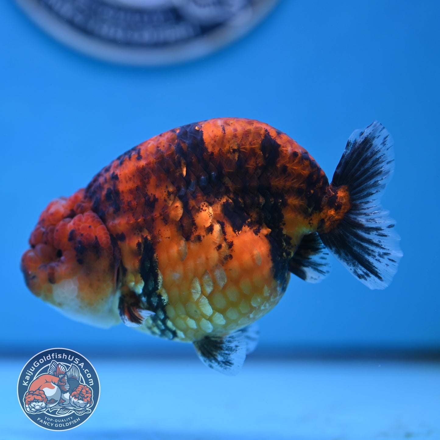 Tiger Ranchu 4 inches Body (250502_RC10)