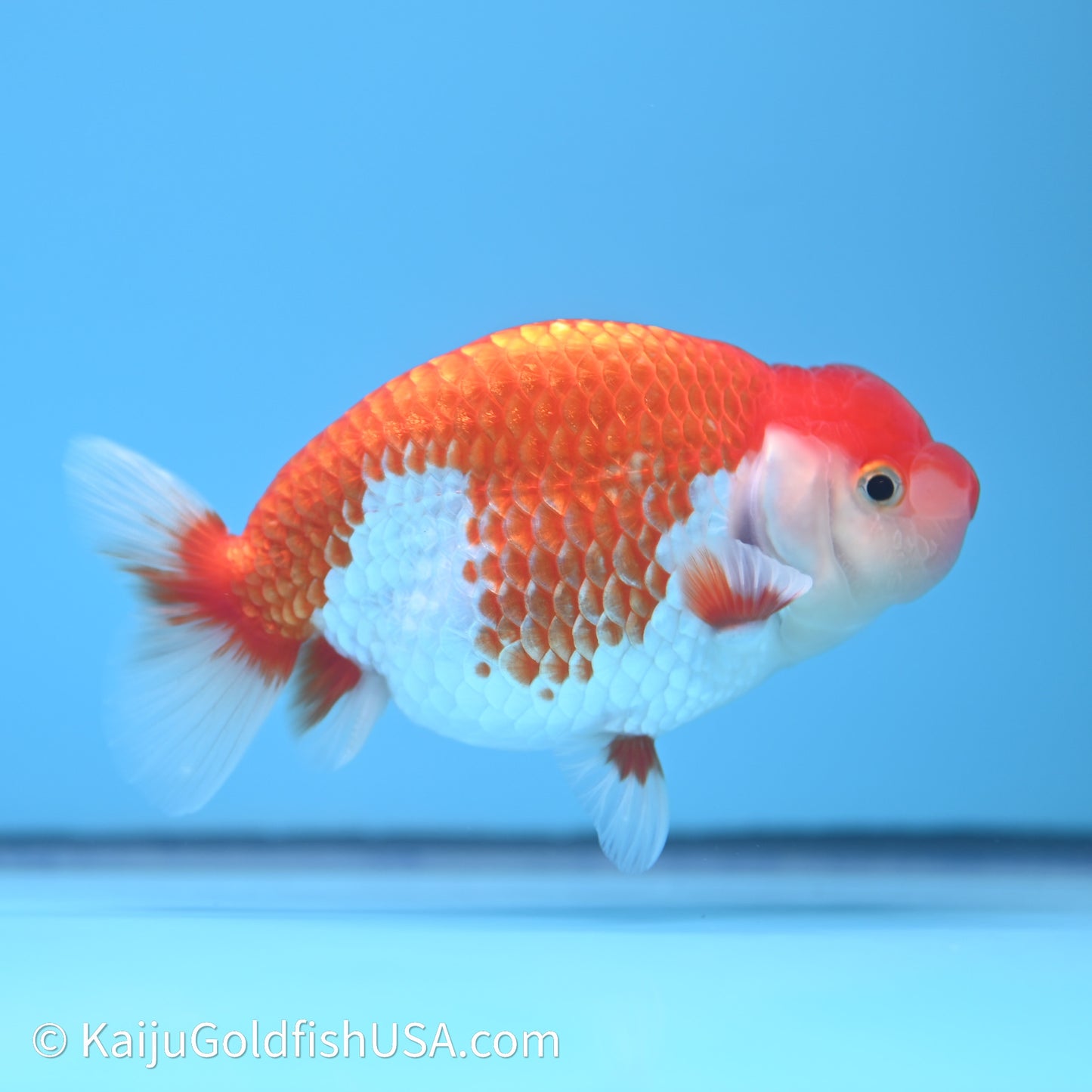 Red White Buffalo Ranchu 4in Body (240621_RC10) - Please Read Description - Kaiju Goldfish USA