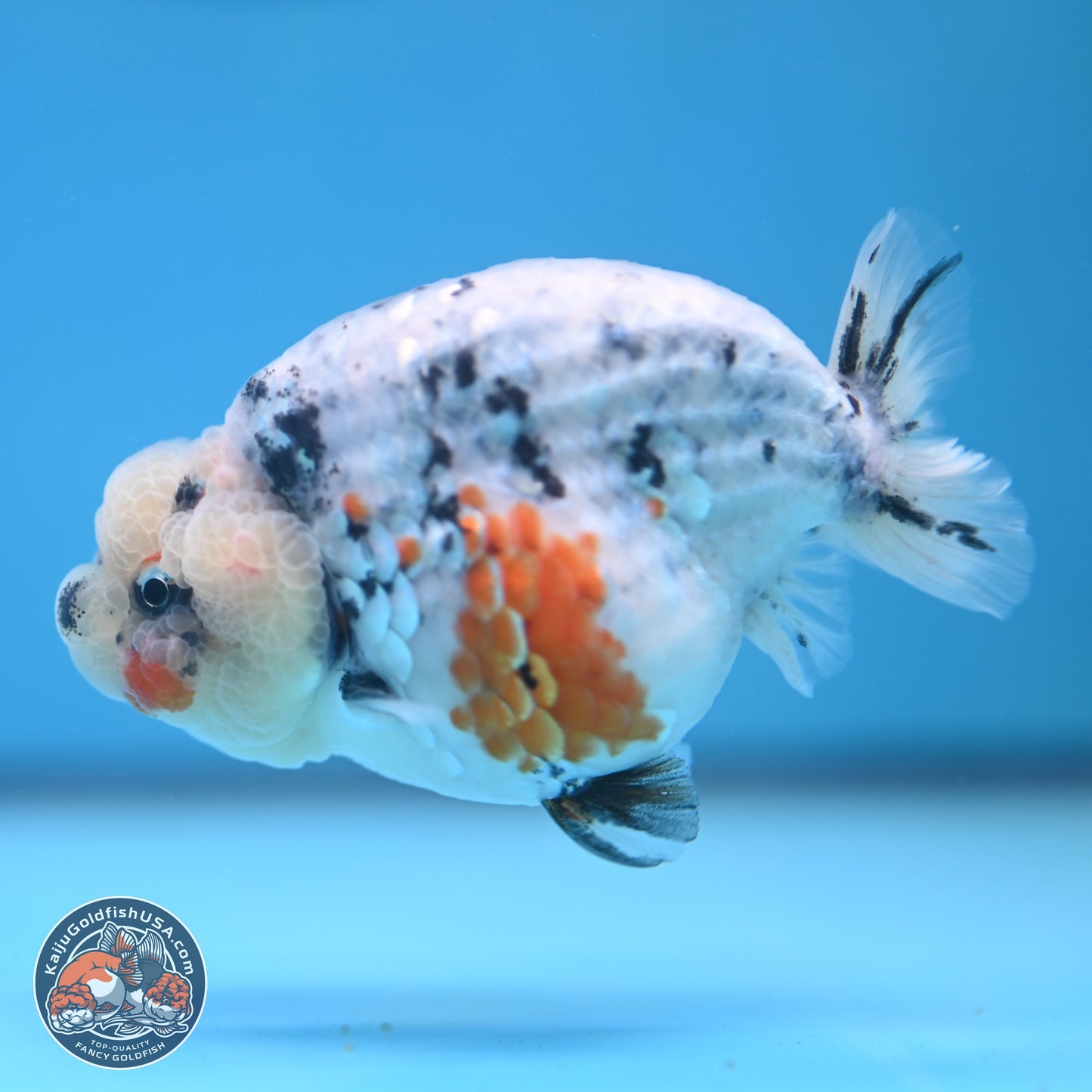 Tricolor Sakura Ranchu 3.75 inches Body - Female (241227_RC10) - Kaiju Goldfish USA