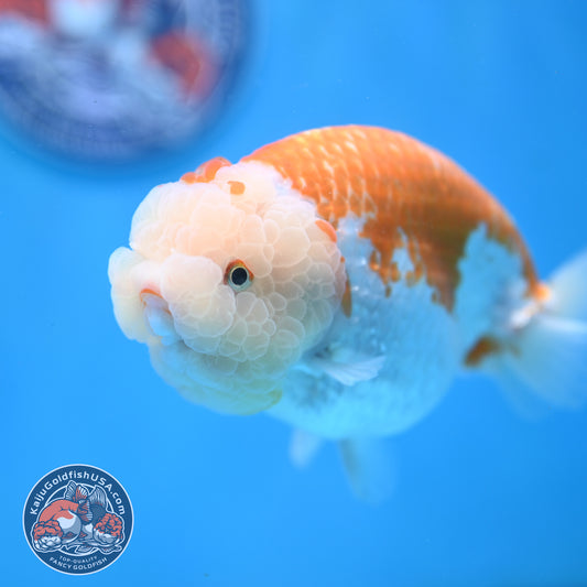AAA Grade Jumbo Red White Lionchu/Ranchu 5 inch Body (250905_RC10)