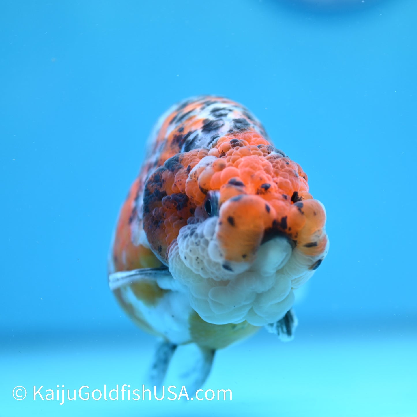 Calico Ranchu 5 inches(240510_RC10) - Kaiju Goldfish USA