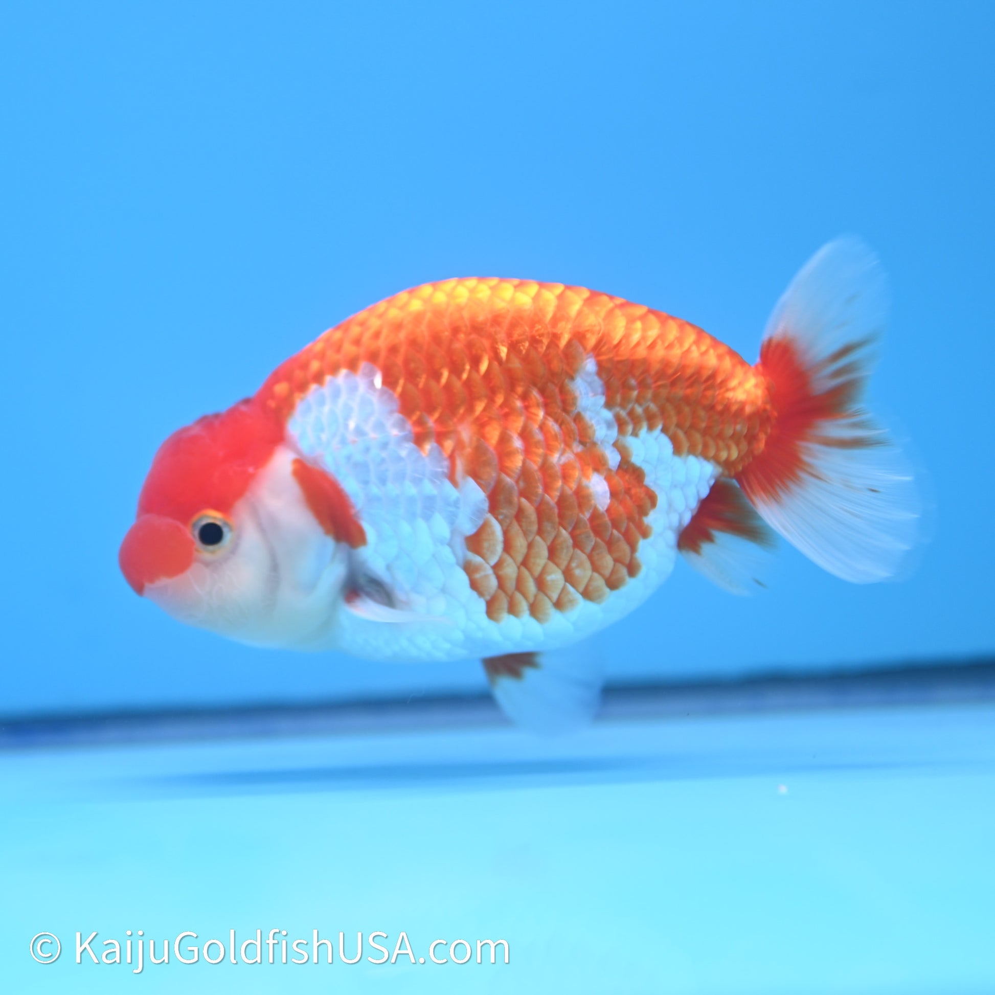 Red White Buffalo Ranchu 4in Body (240621_RC10) - Please Read Description - Kaiju Goldfish USA