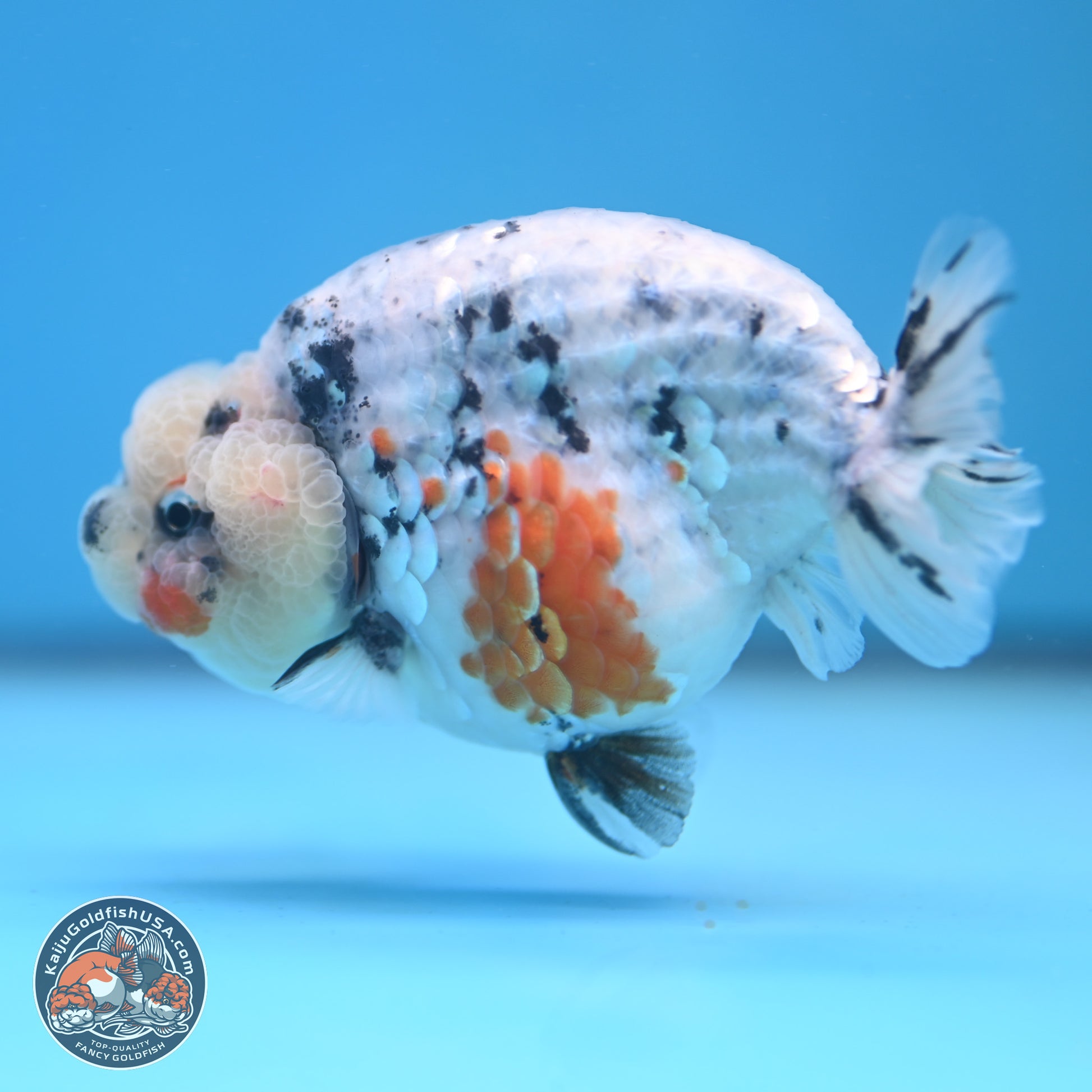 Tricolor Sakura Ranchu 3.75 inches Body - Female (241227_RC10) - Kaiju Goldfish USA