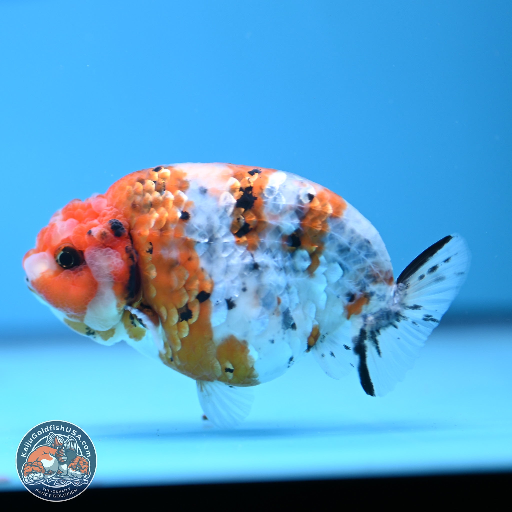 Tricolor Calico Ranchu | Kaiju Goldfish USA