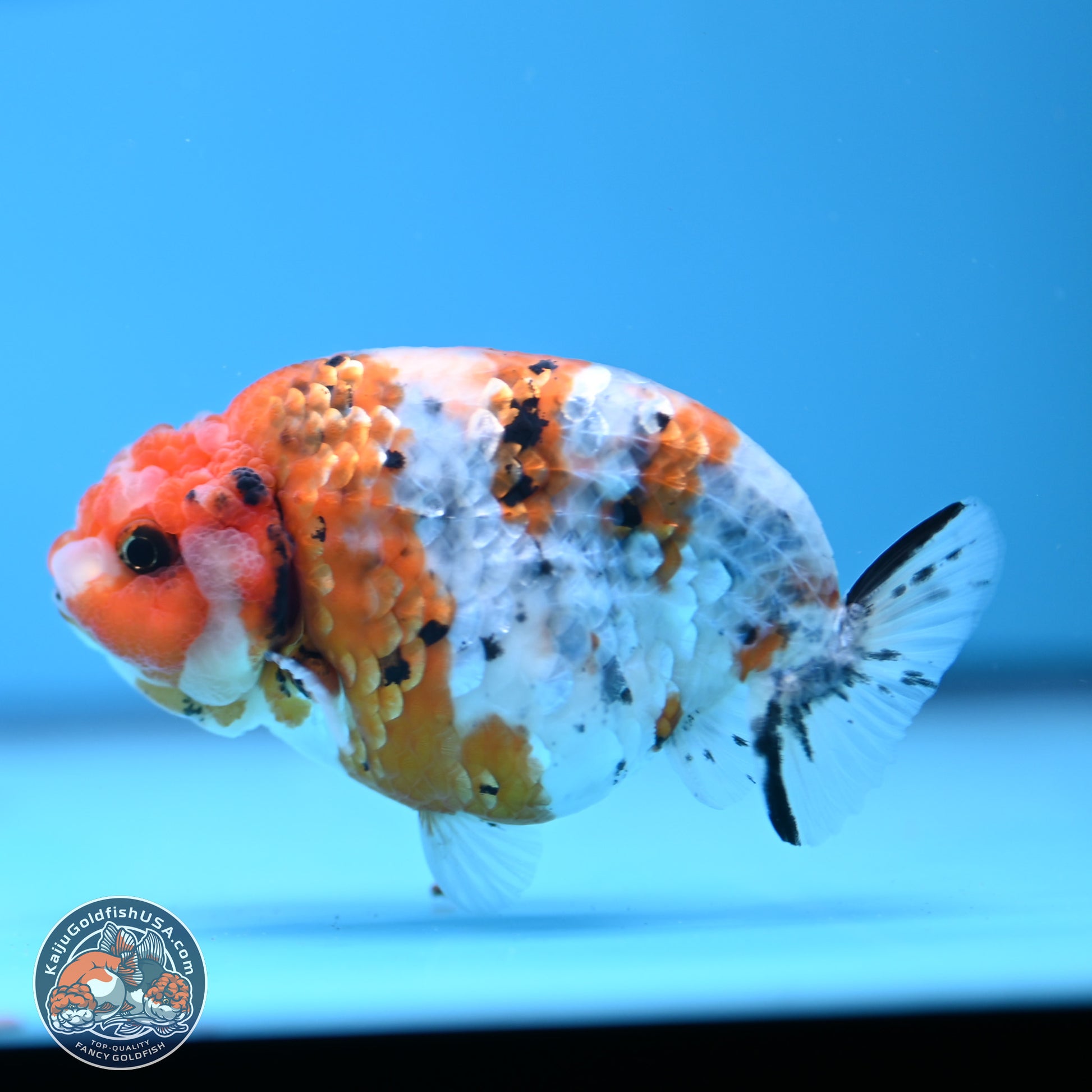 Tricolor Calico Ranchu 3.5in Body (240809_RC10) - Kaiju Goldfish USA