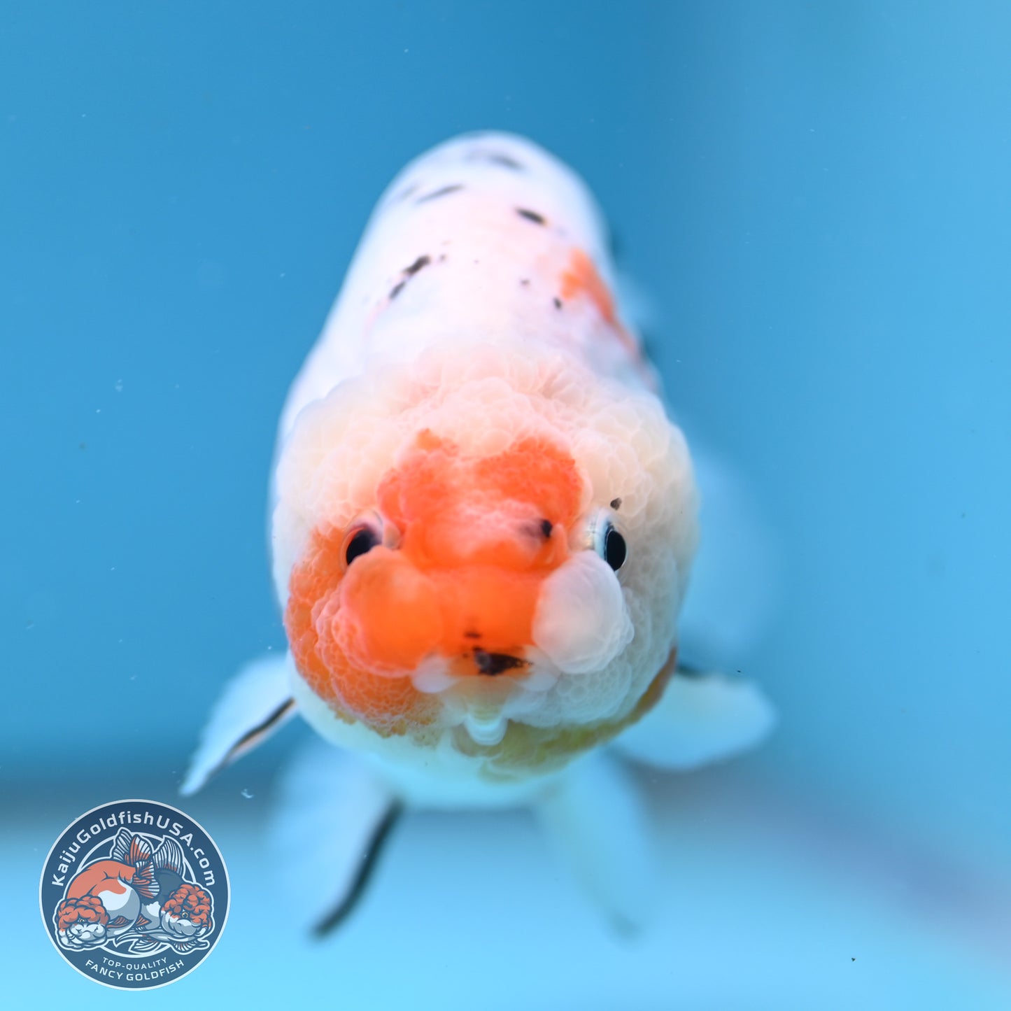 Tricolor Sakura Ranchu 4 inch Body (251003_RC10)