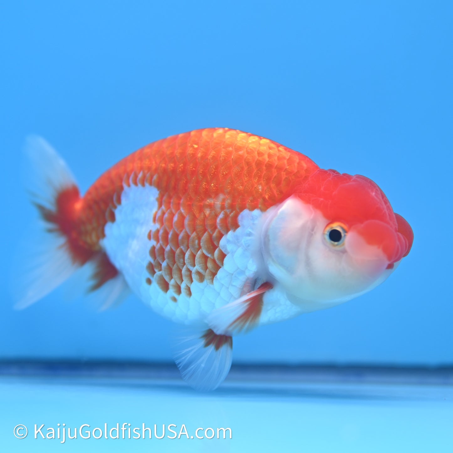 Red White Buffalo Ranchu 4in Body (240621_RC10) - Please Read Description - Kaiju Goldfish USA