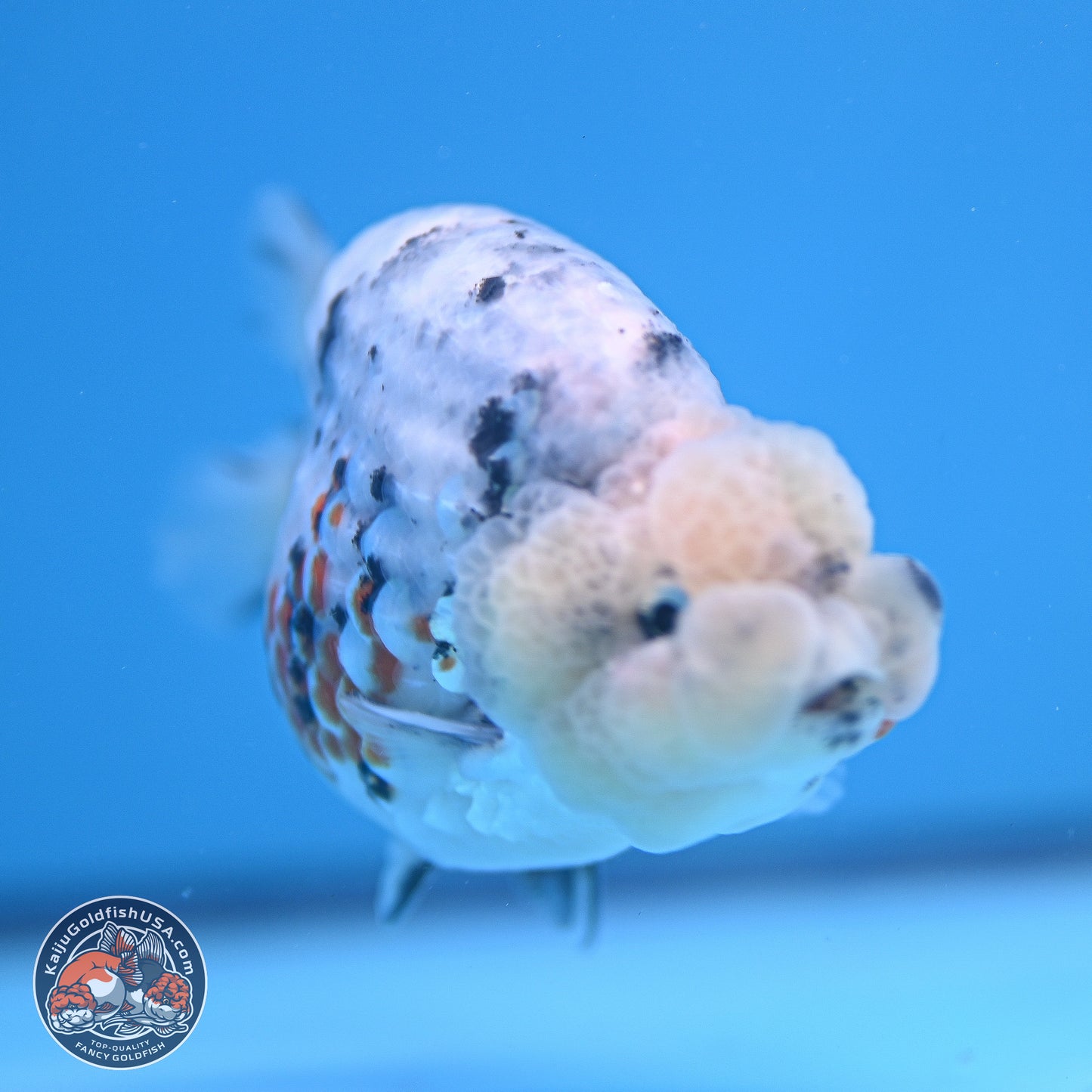 Tricolor Sakura Ranchu 3.75 inches Body - Female (241227_RC10) - Kaiju Goldfish USA