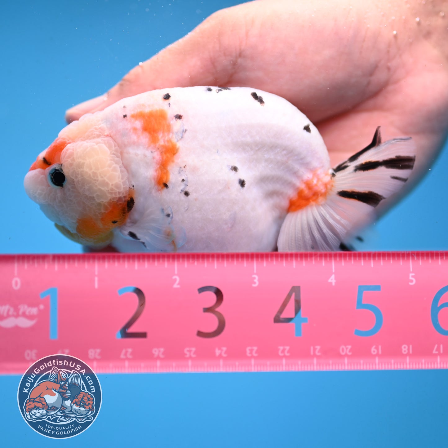 Tricolor Sakura Ranchu 4 inch Body (251003_RC10)