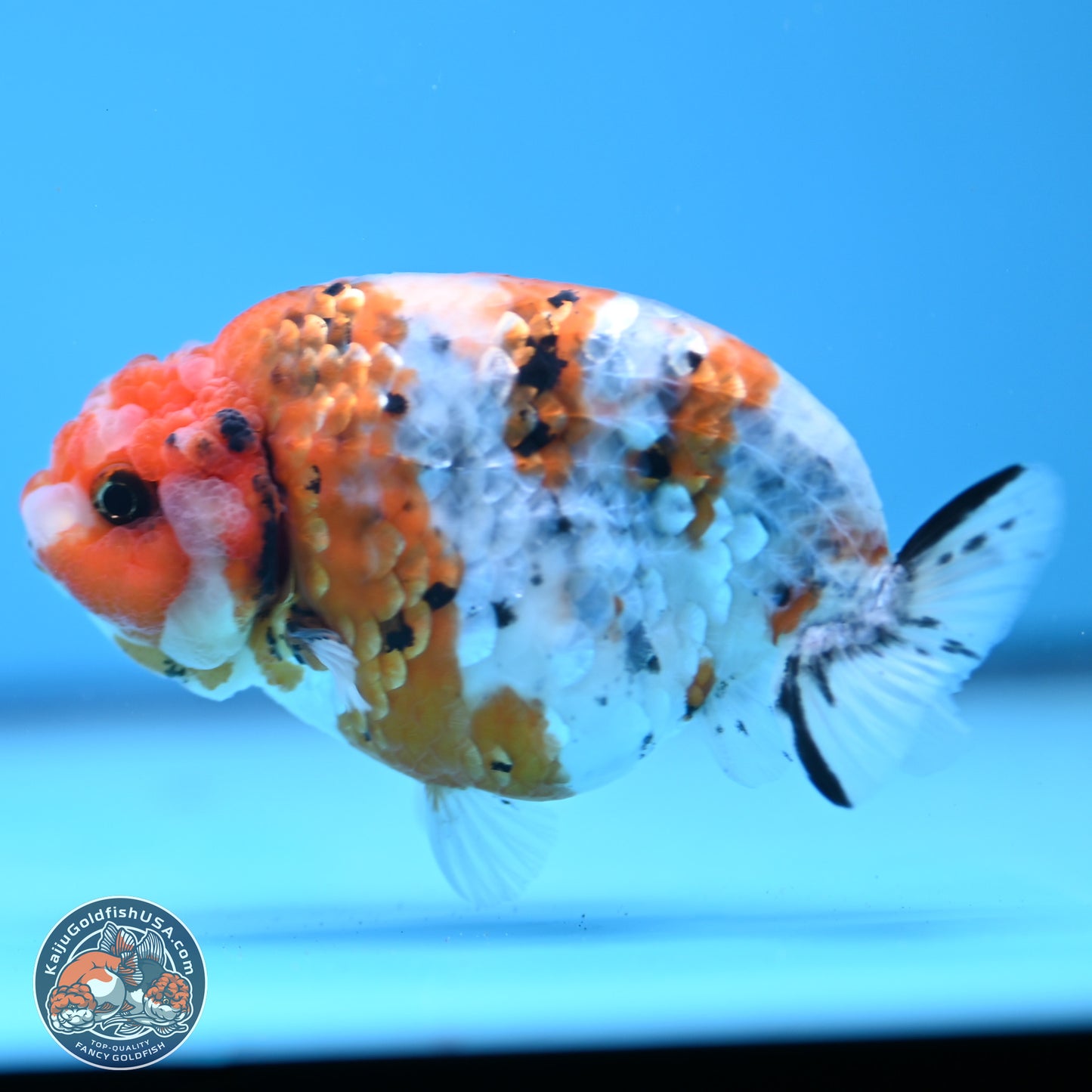 Tricolor Calico Ranchu 3.5in Body (240809_RC10) - Kaiju Goldfish USA