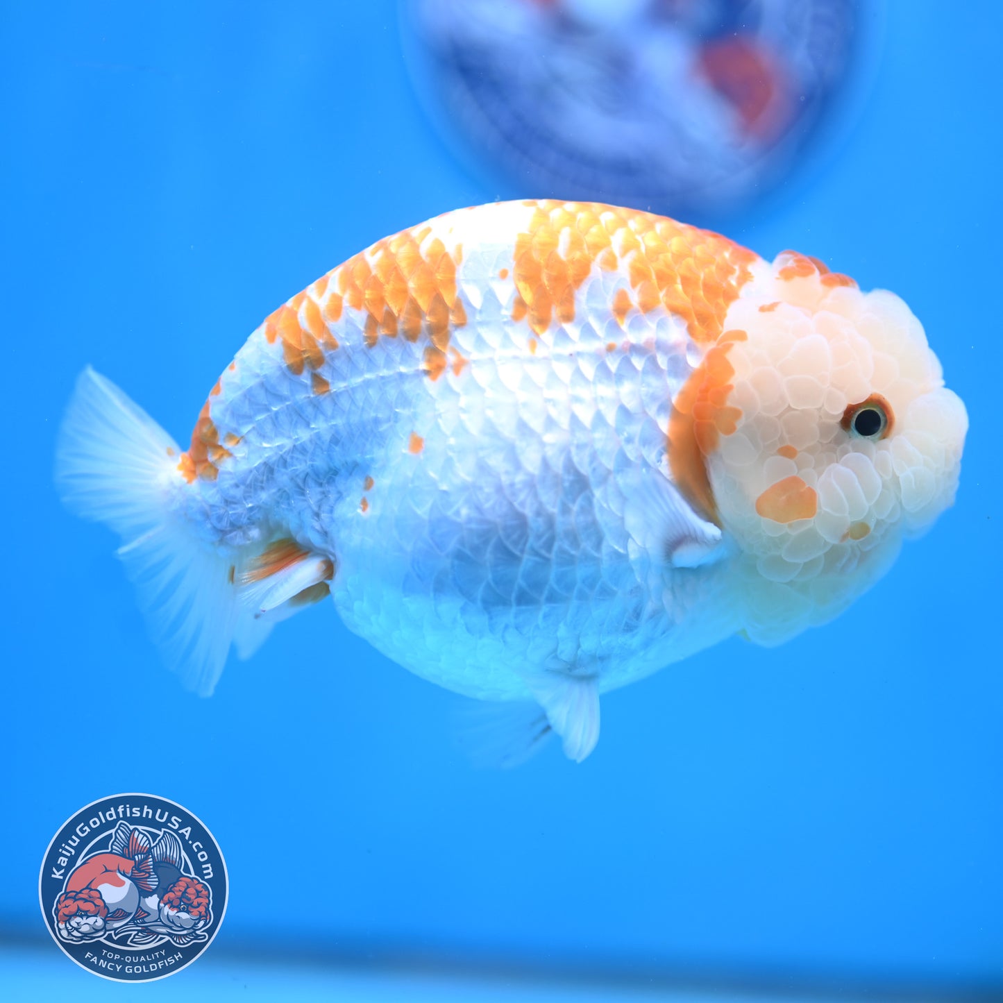 AAA Grade Jumbo Red White Lionchu/Ranchu 5 inch Body (250905_RC10)