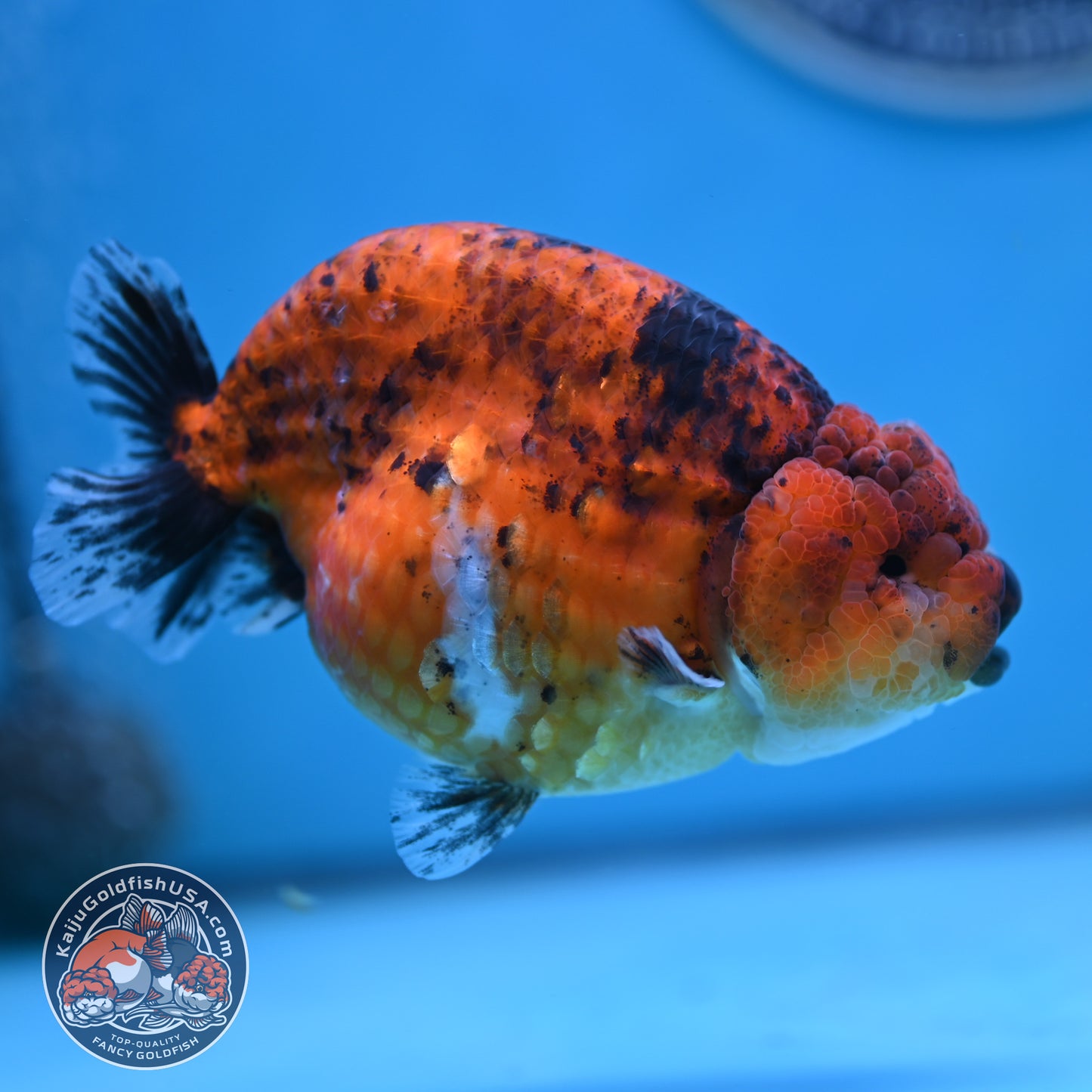 Tiger Ranchu 4 inches Body (250502_RC10)