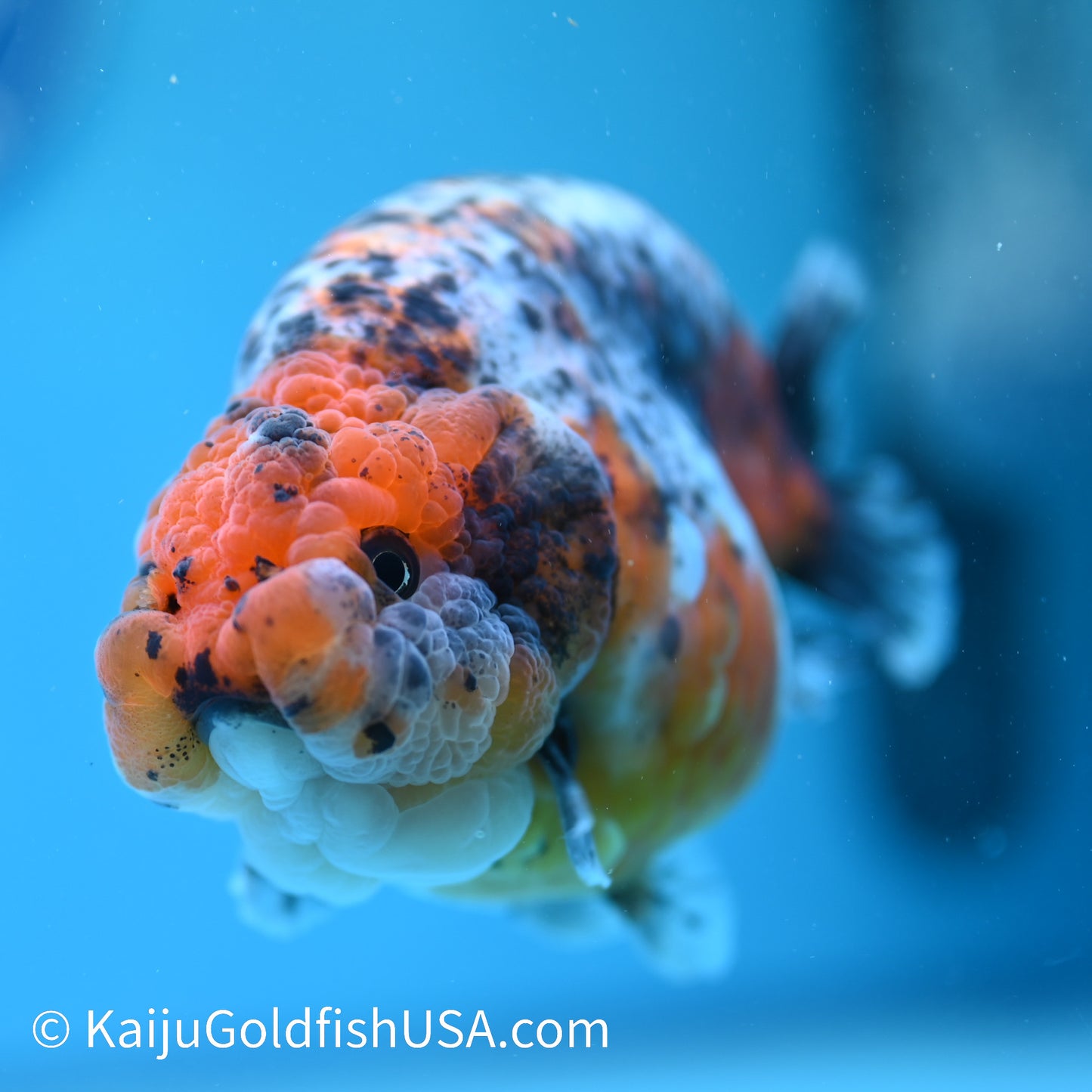 Calico Ranchu 5 inches(240510_RC10) - Kaiju Goldfish USA