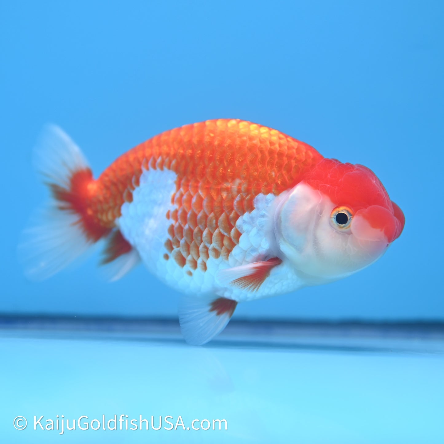 Red White Buffalo Ranchu 4in Body (240621_RC10) - Please Read Description - Kaiju Goldfish USA