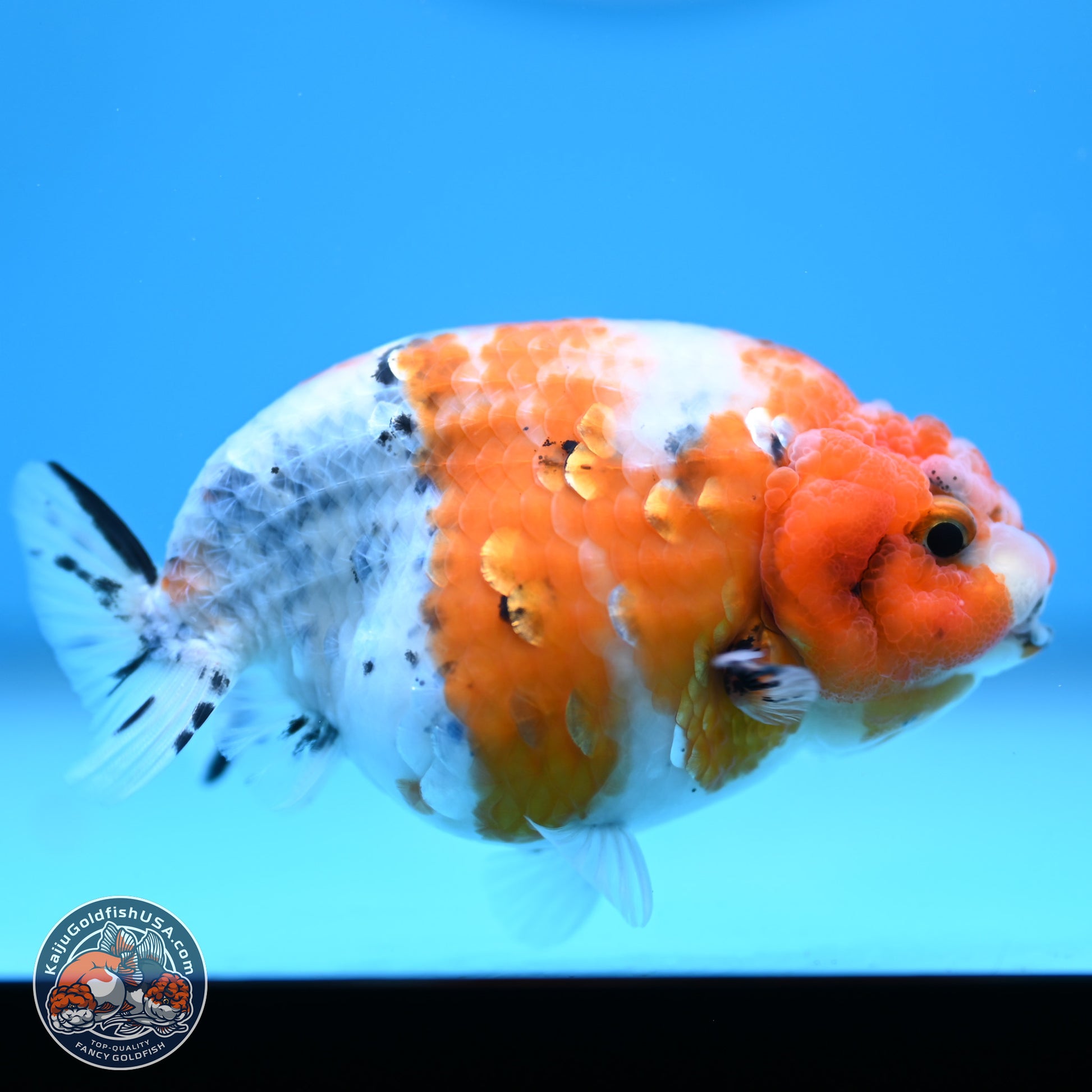 Tricolor Calico Ranchu 3.5in Body (240809_RC10) - Kaiju Goldfish USA