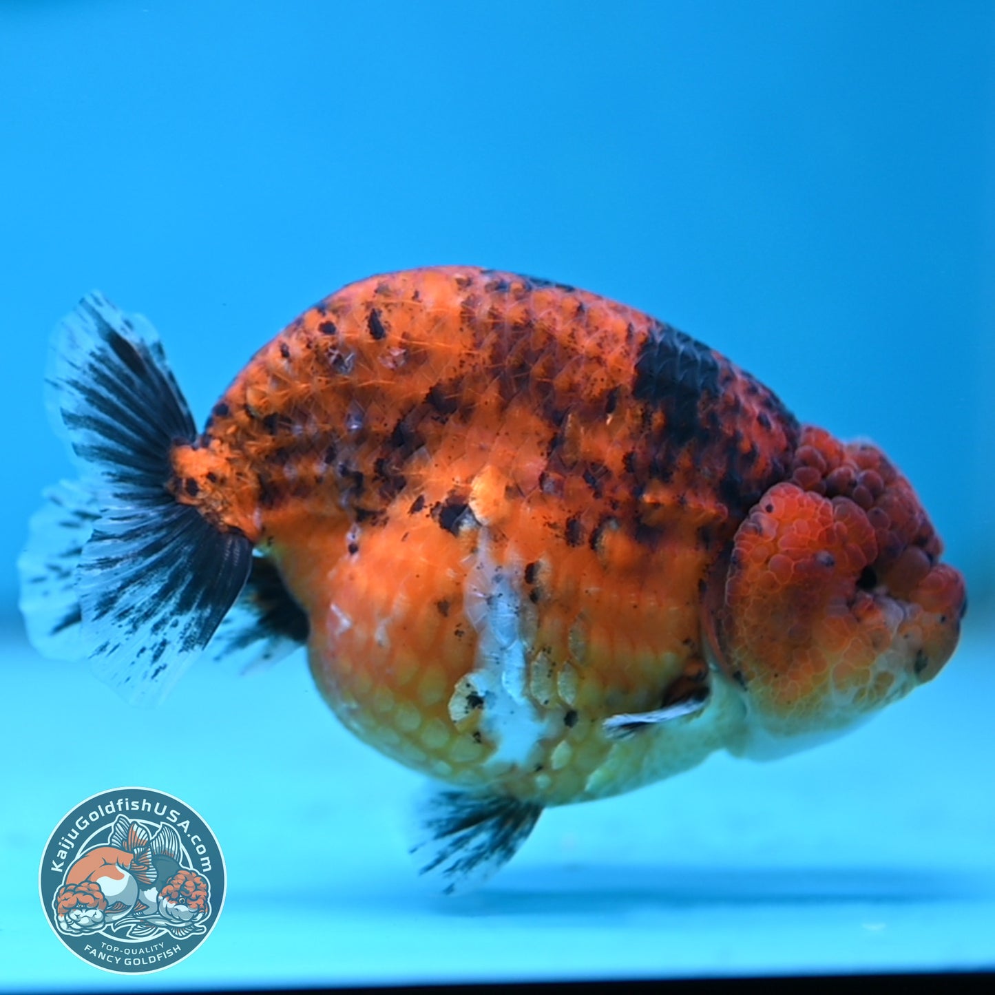 Tiger Ranchu 4 inches Body (250502_RC10)